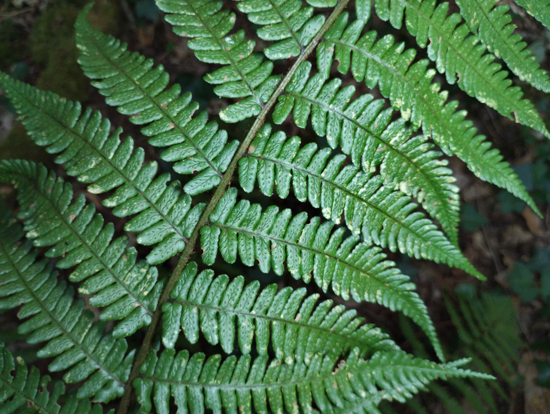 img/dryopteris-affinis-affinis-splendens-3.webp