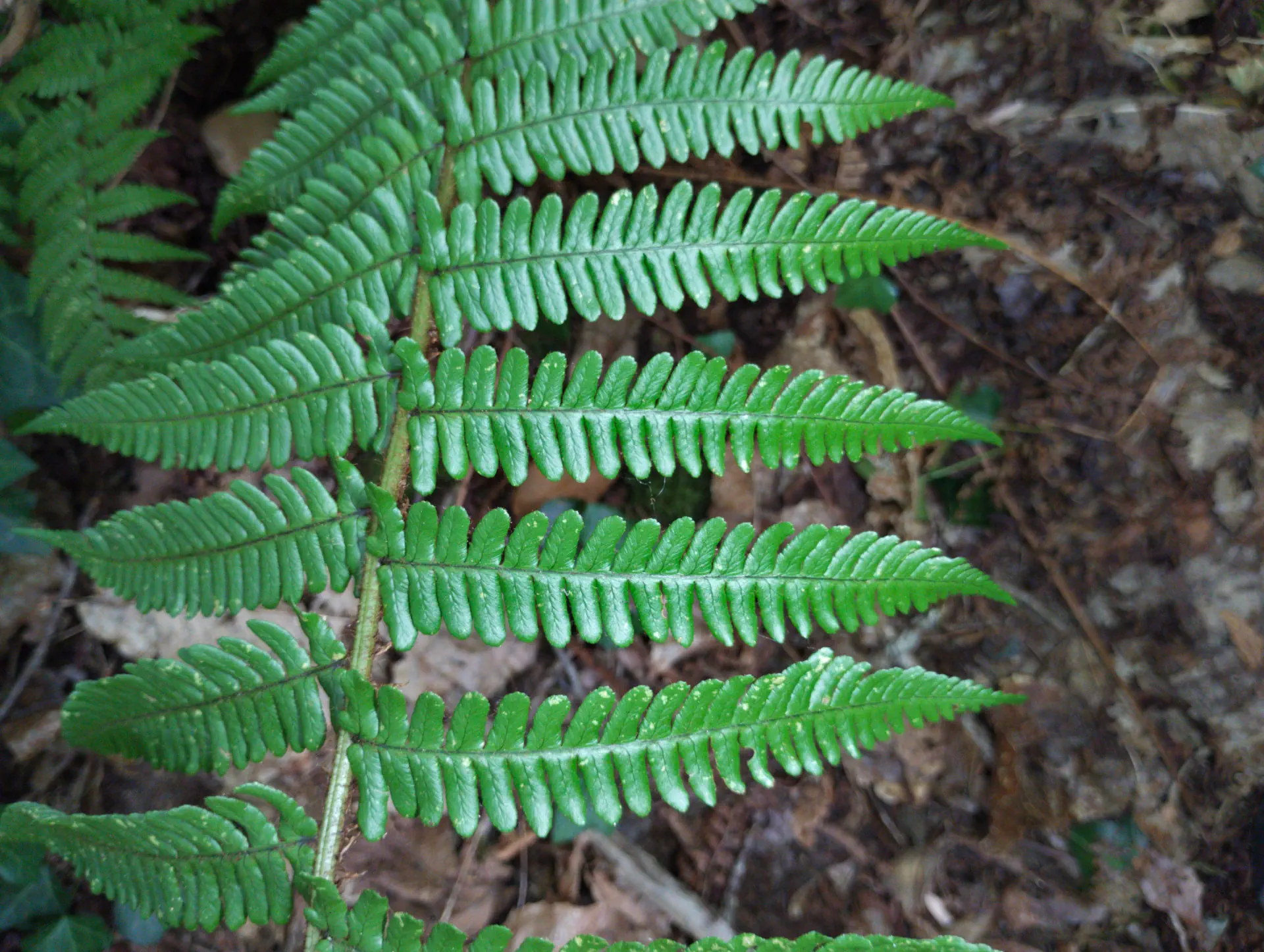 img/dryopteris-affinis-affinis-splendens-4.webp