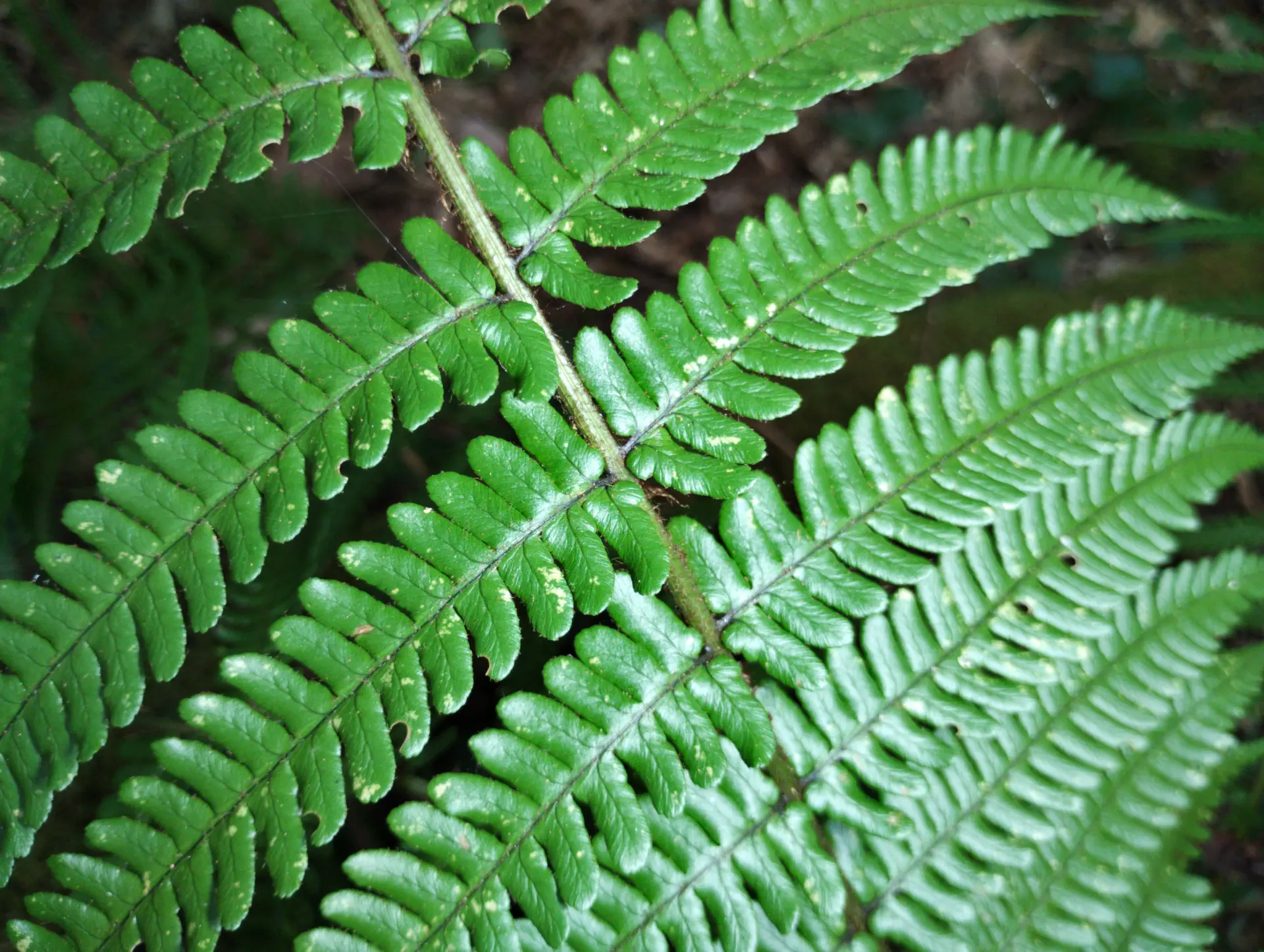 img/dryopteris-affinis-affinis-splendens-5.webp