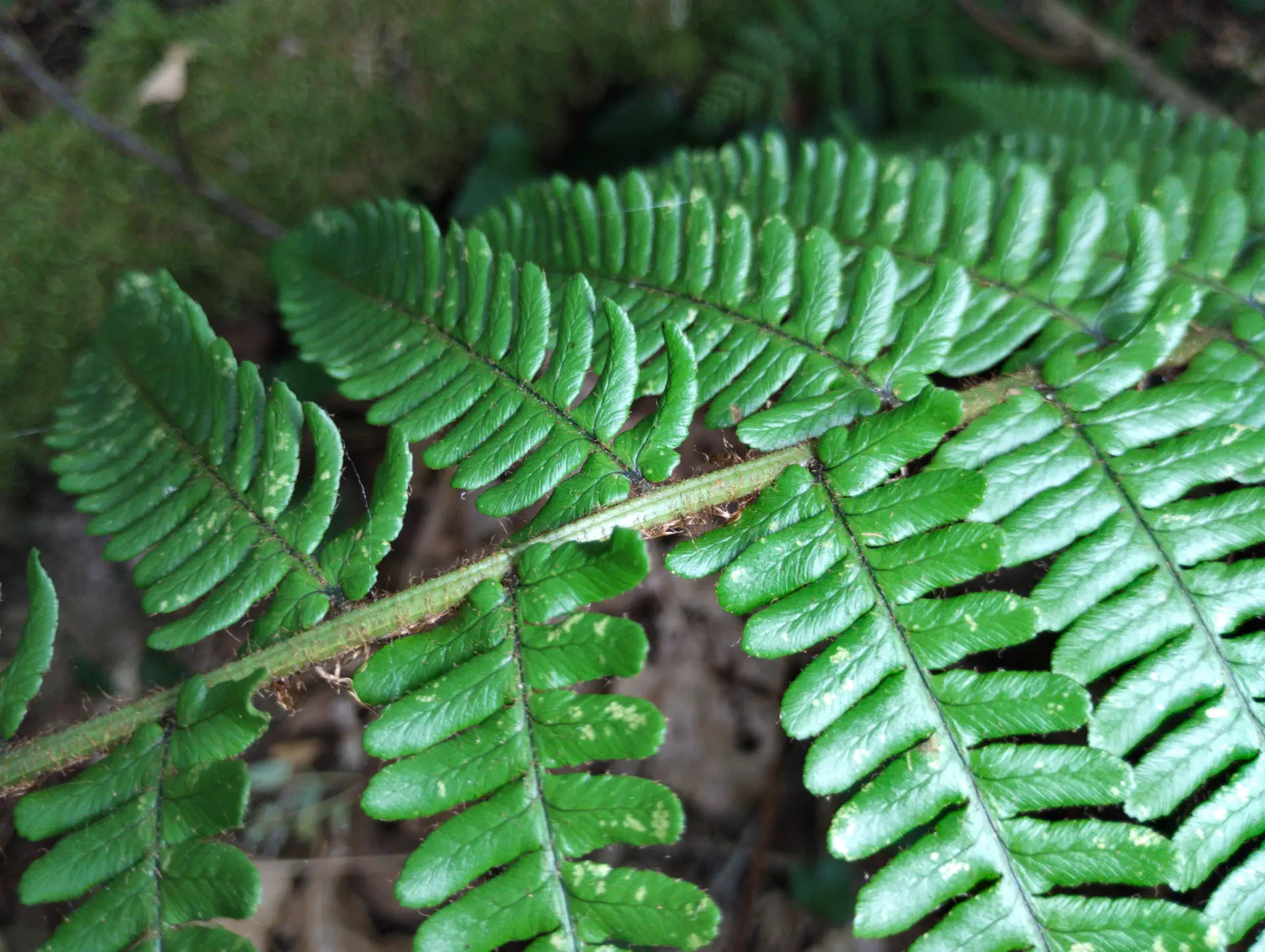 img/dryopteris-affinis-affinis-splendens-6.webp
