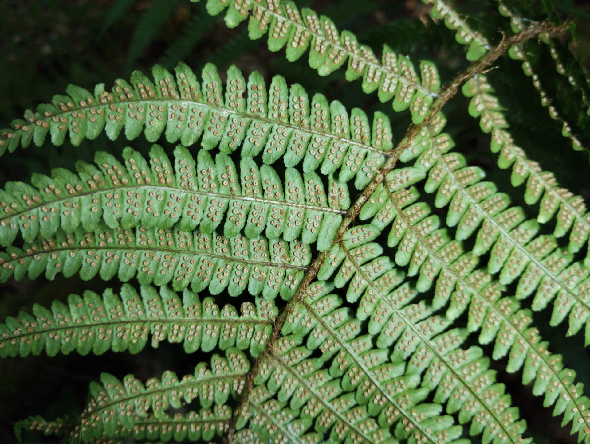 img/dryopteris-affinis-affinis-splendens-7.webp