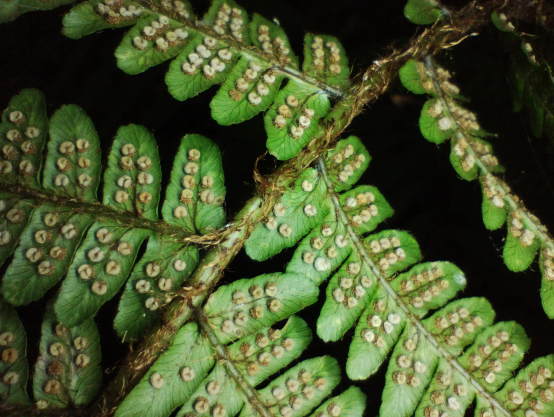 img/dryopteris-affinis-affinis-splendens-8.webp