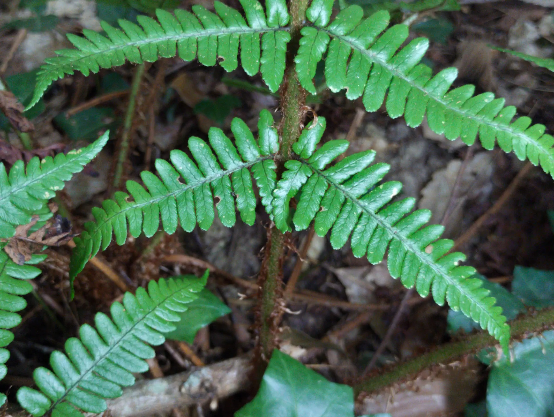 img/dryopteris-affinis-affinis-splendens-9.webp