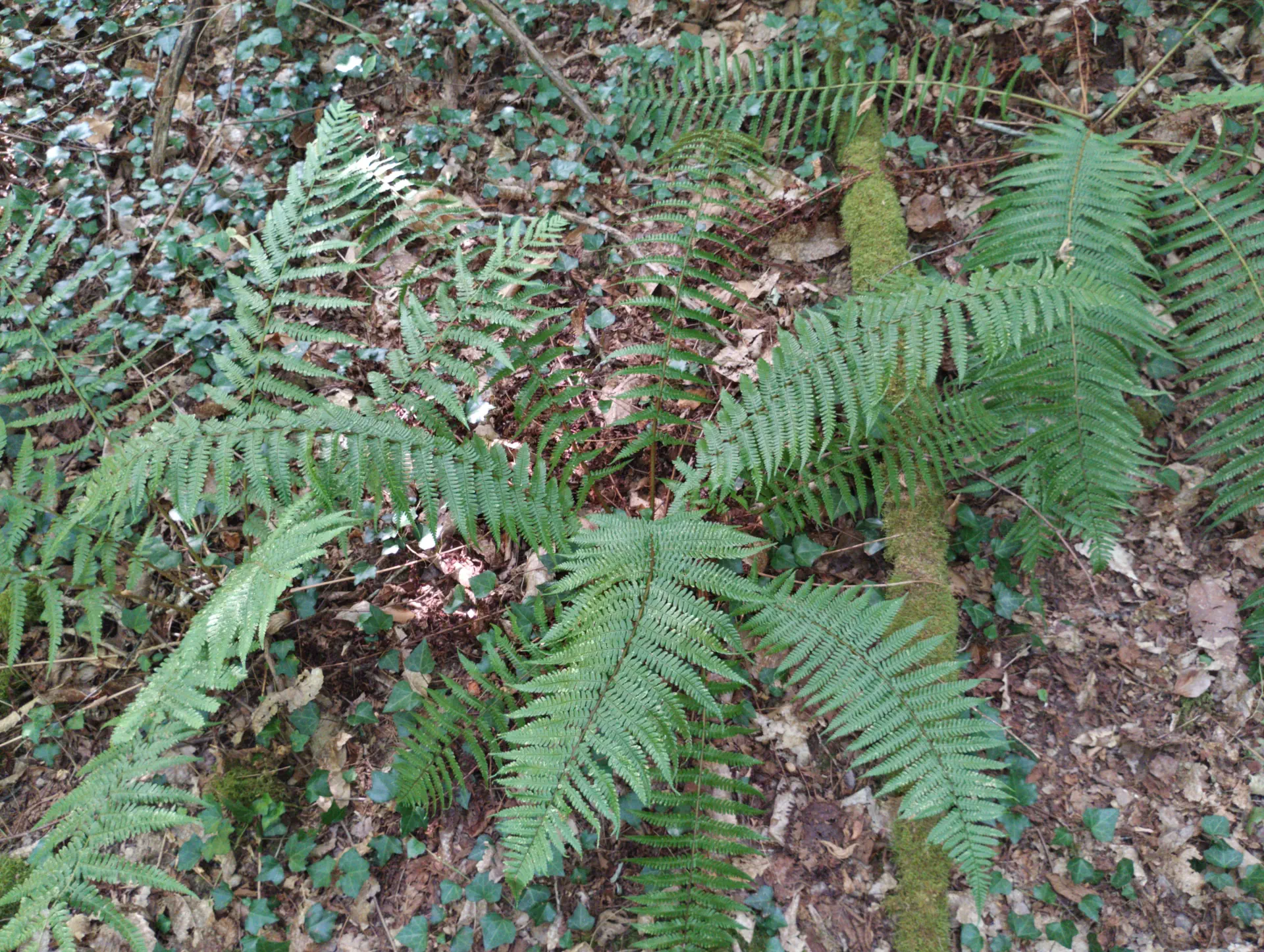 img/dryopteris-affinis-affinis-splendens.webp