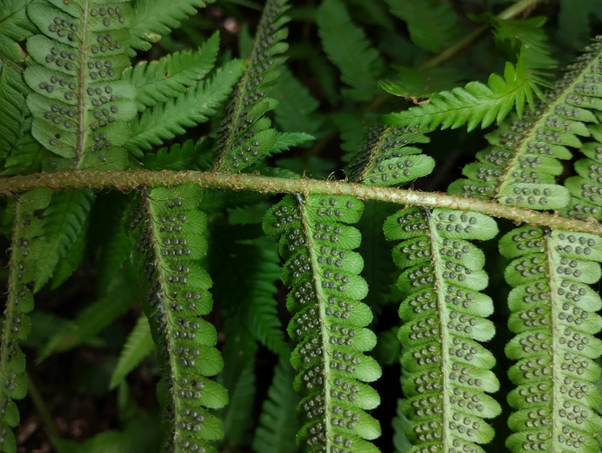 img/dryopteris-affinis-affinis-10.webp