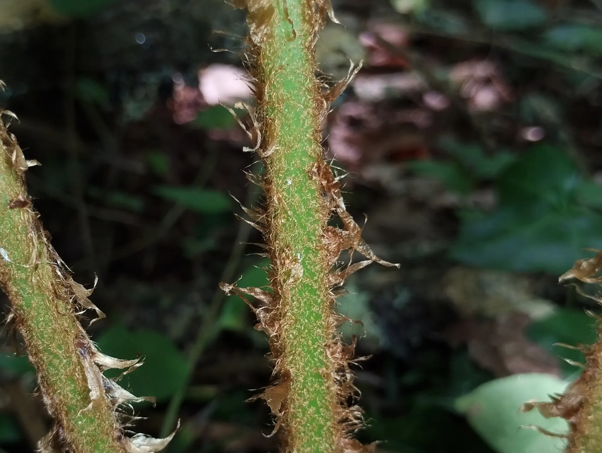 img/dryopteris-affinis-affinis-11.webp