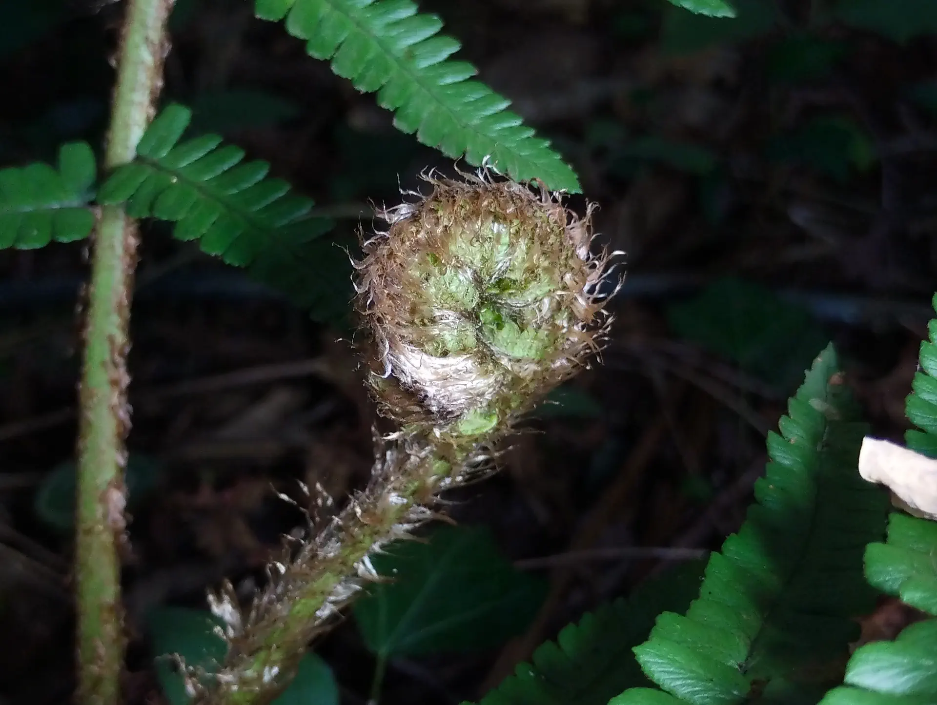 img/dryopteris-affinis-affinis-12.webp
