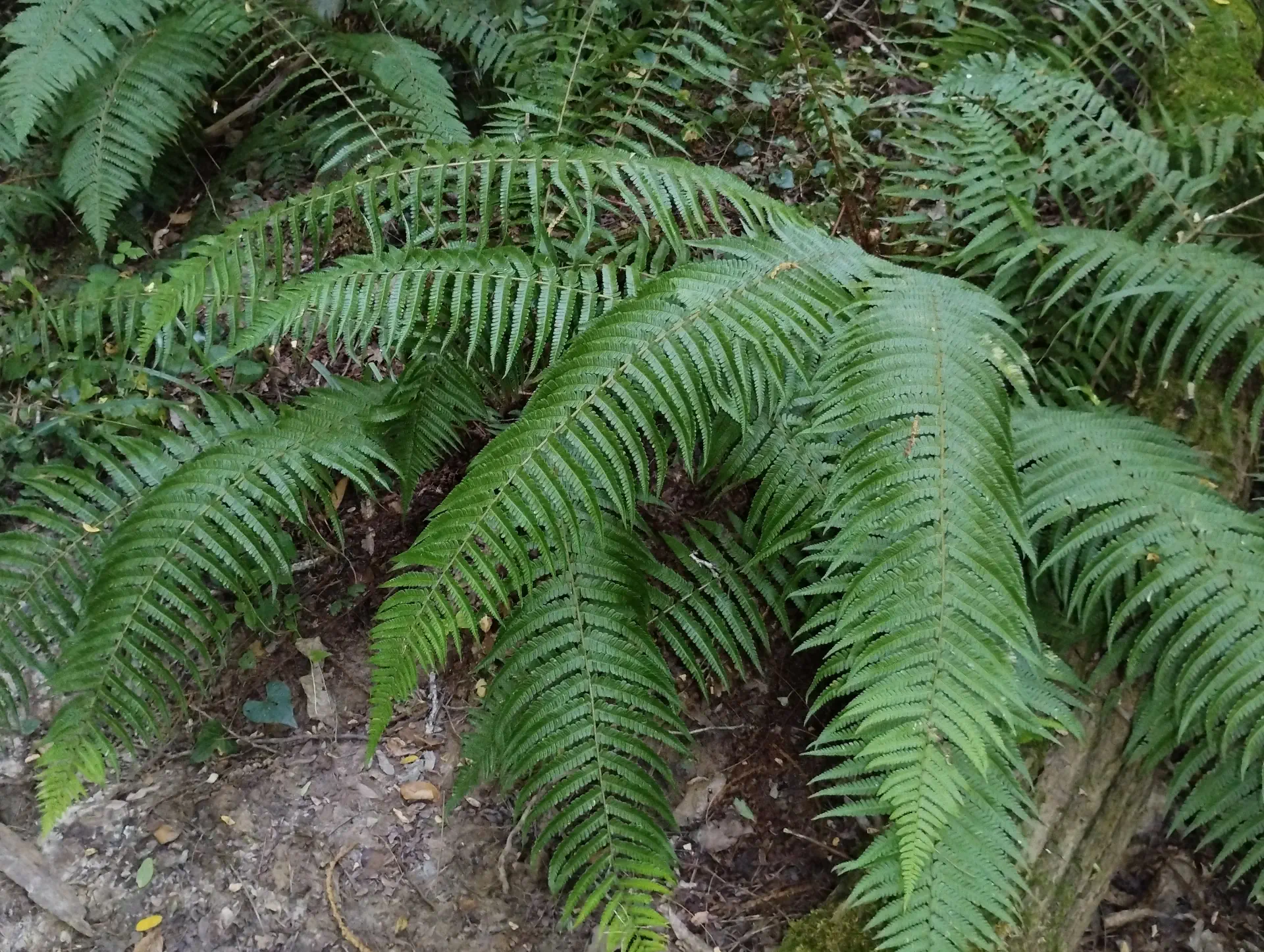 img/dryopteris-affinis-affinis-13.webp