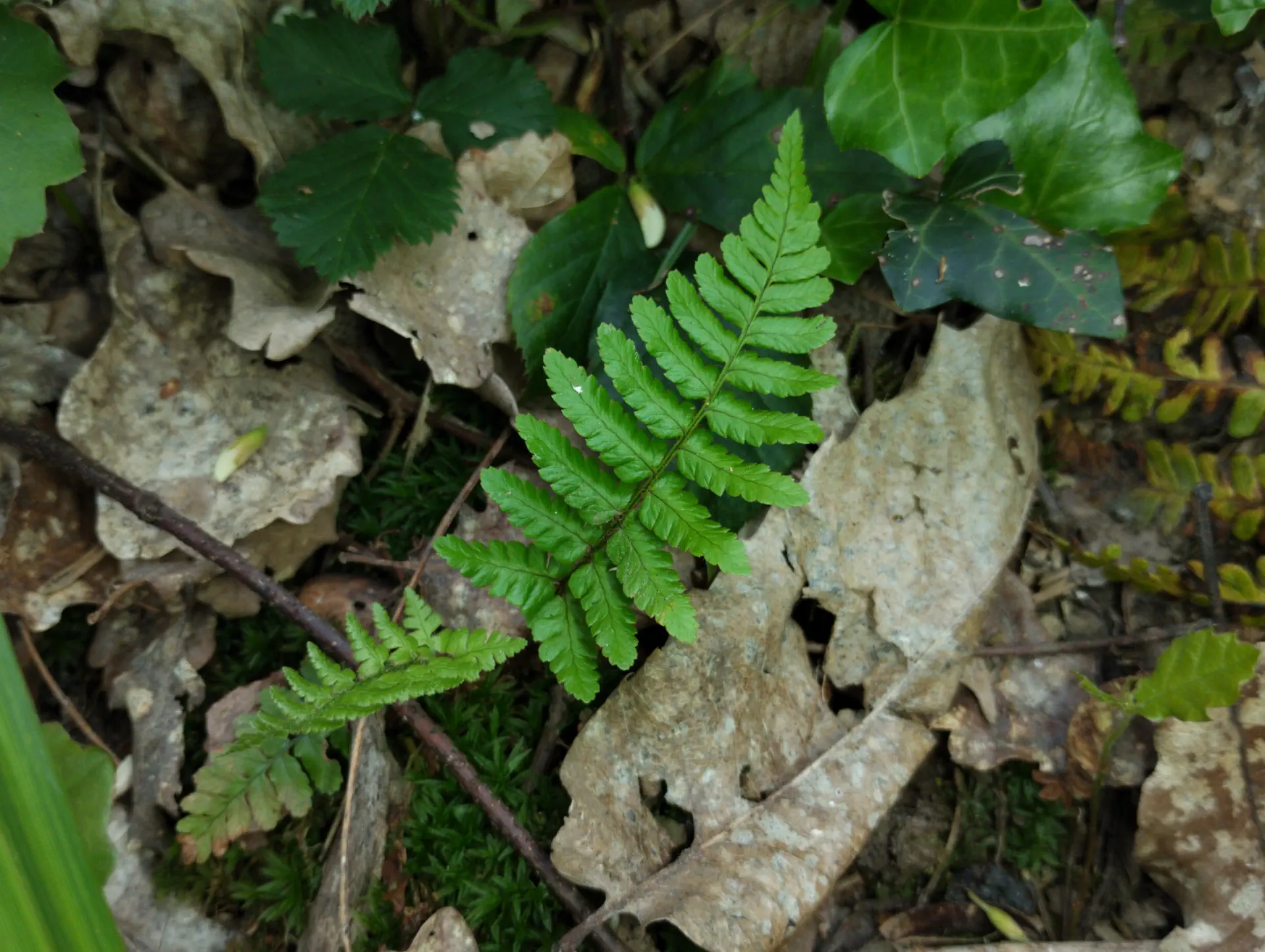 img/dryopteris-affinis-affinis-14.webp