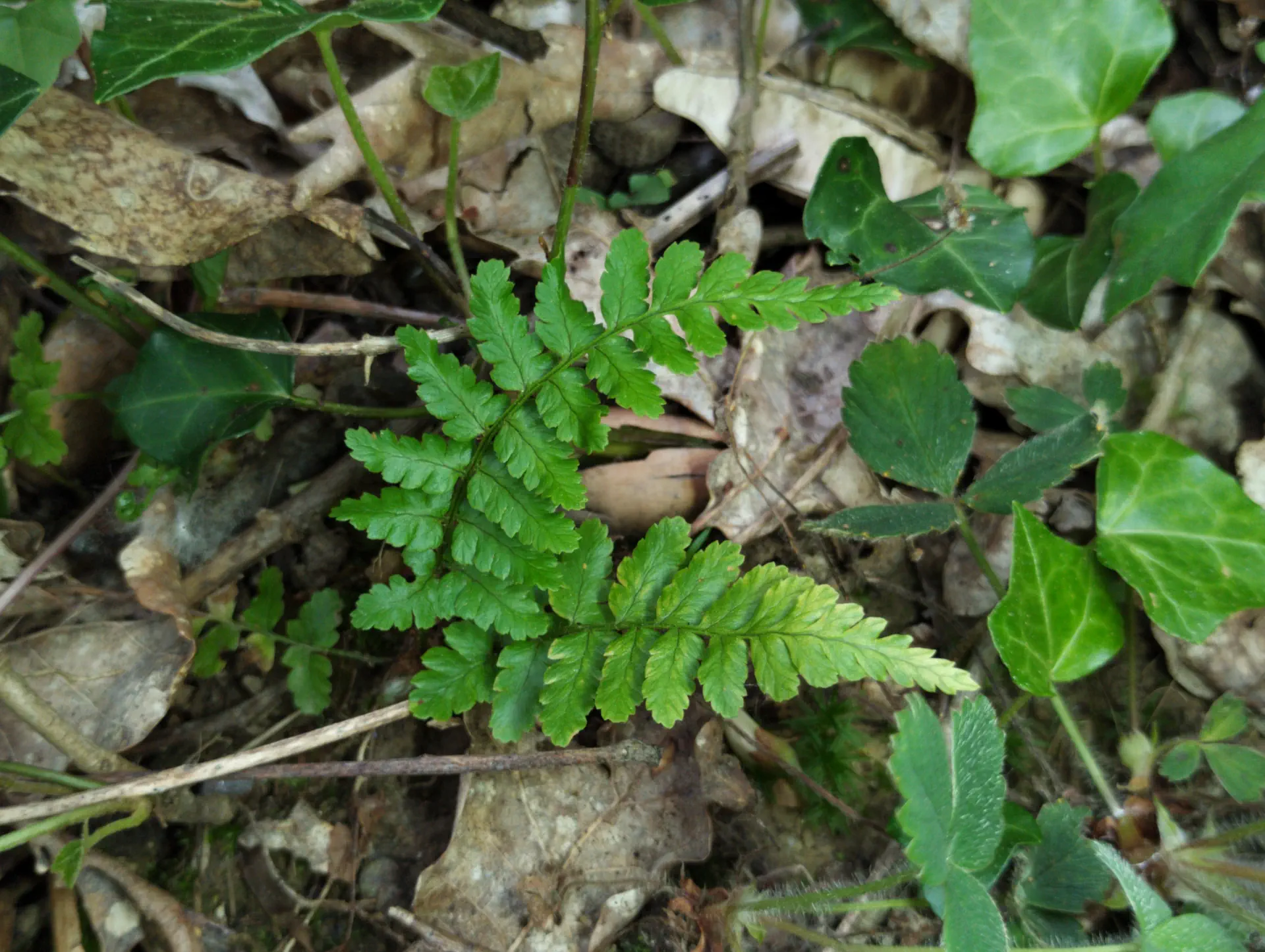 img/dryopteris-affinis-affinis-15.webp
