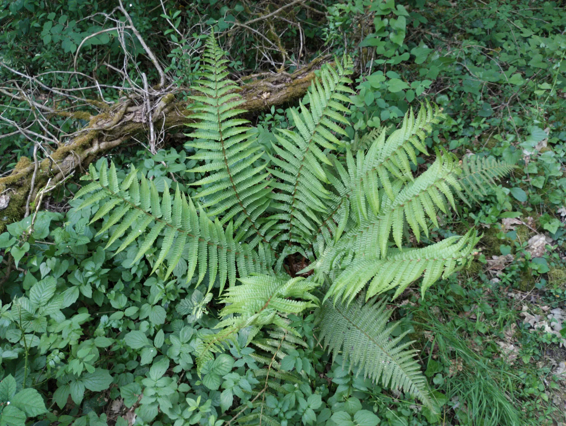 img/dryopteris-affinis-affinis-16.webp