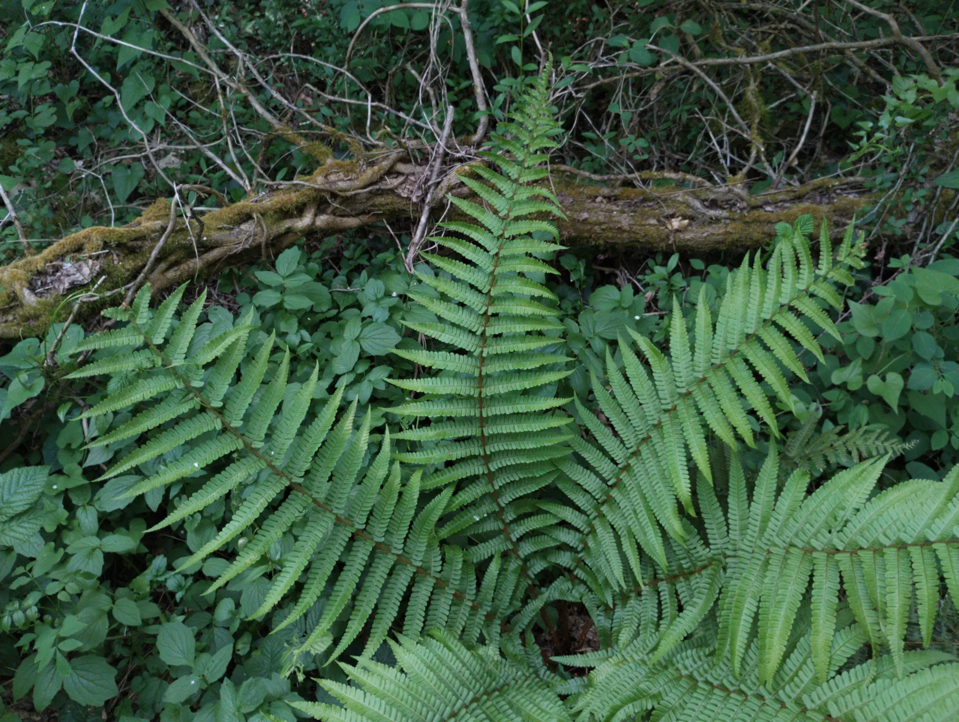 img/dryopteris-affinis-affinis-17.webp