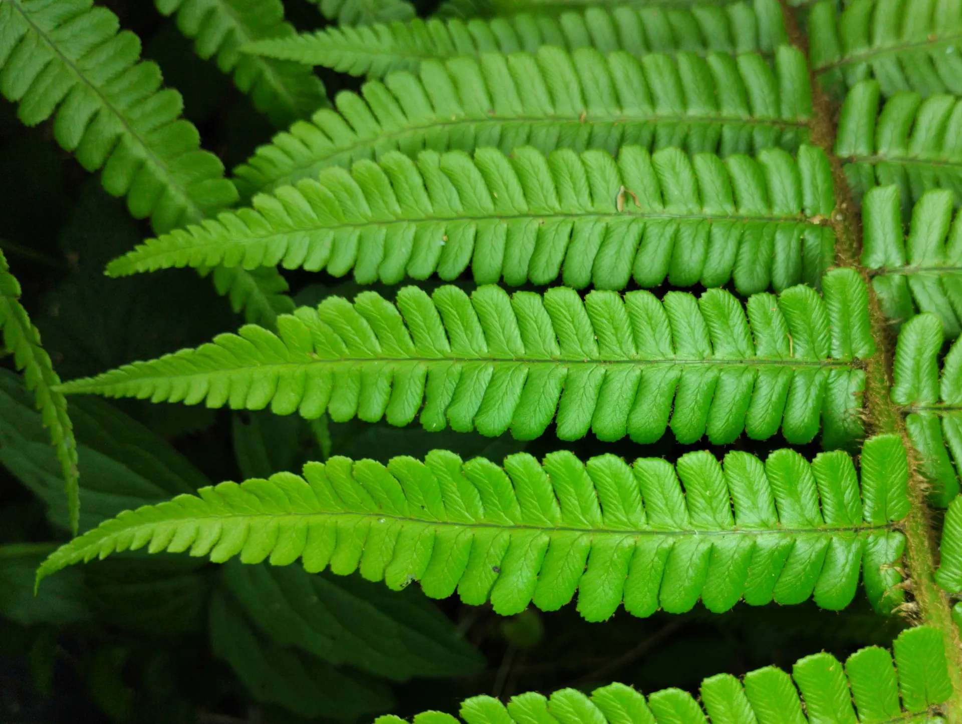 img/dryopteris-affinis-affinis-18.webp