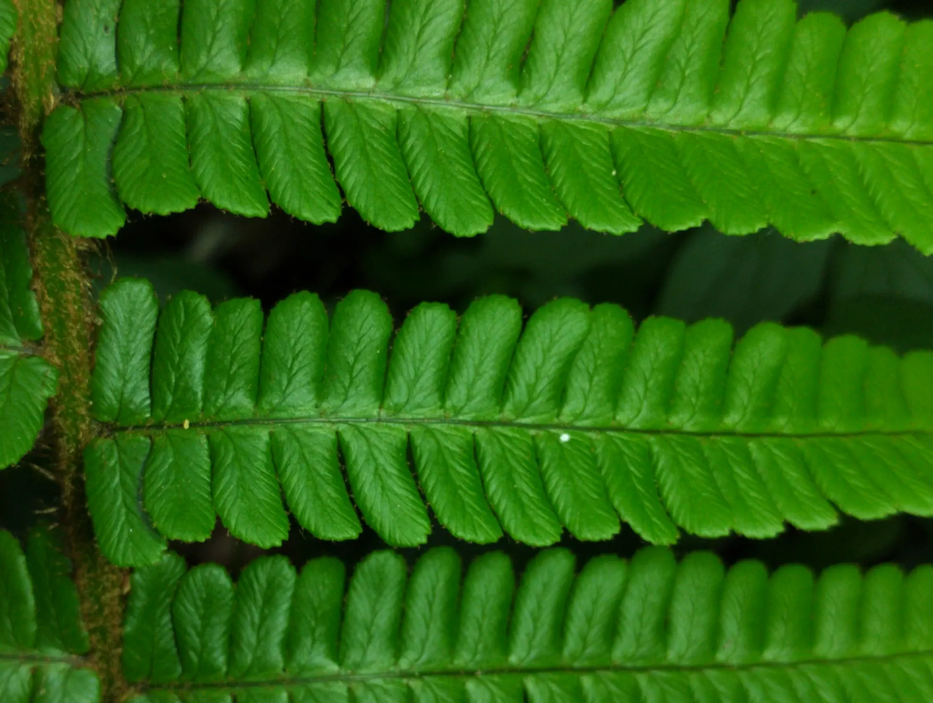 img/dryopteris-affinis-affinis-19.webp