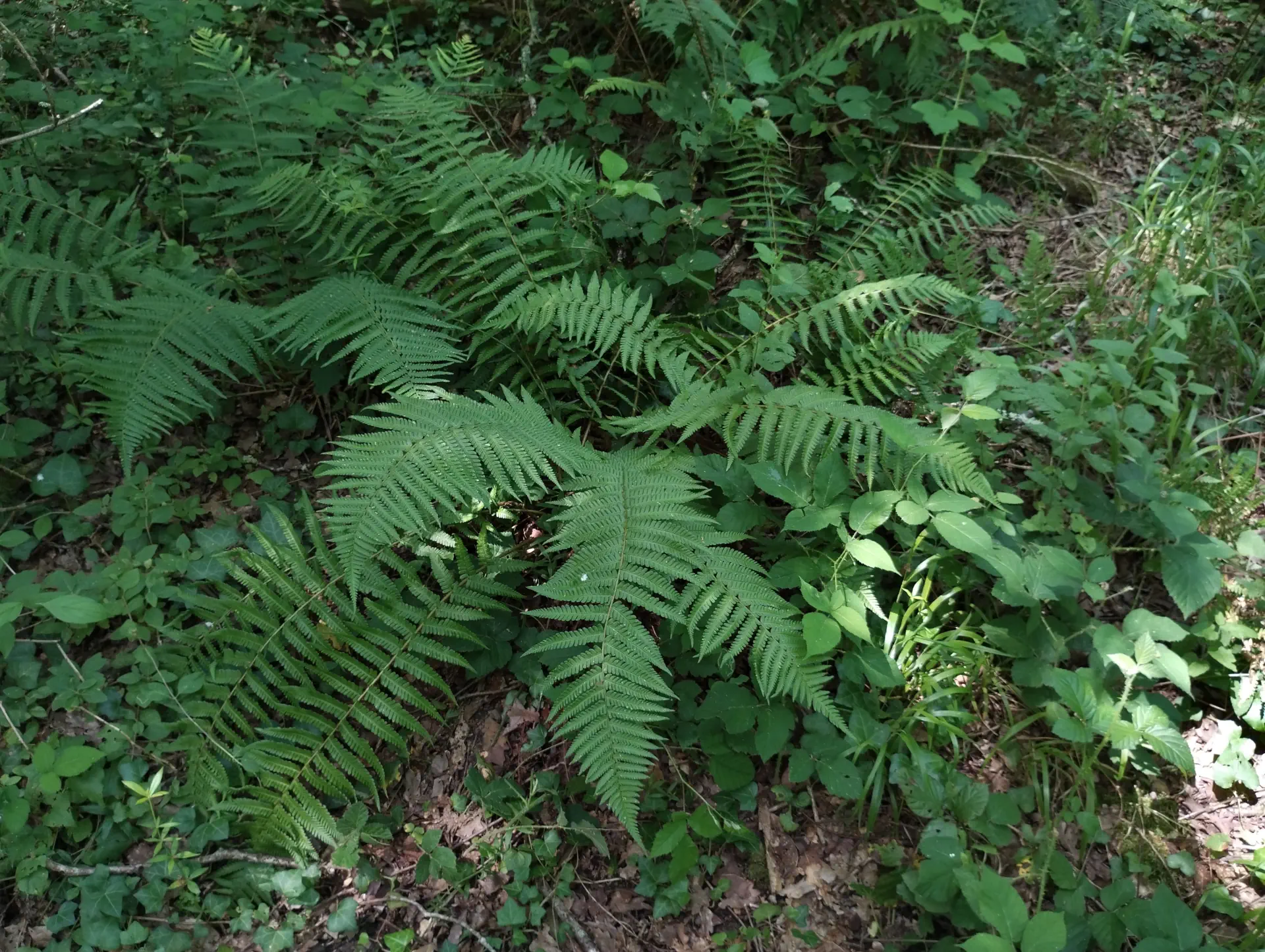 img/dryopteris-affinis-affinis-2.webp