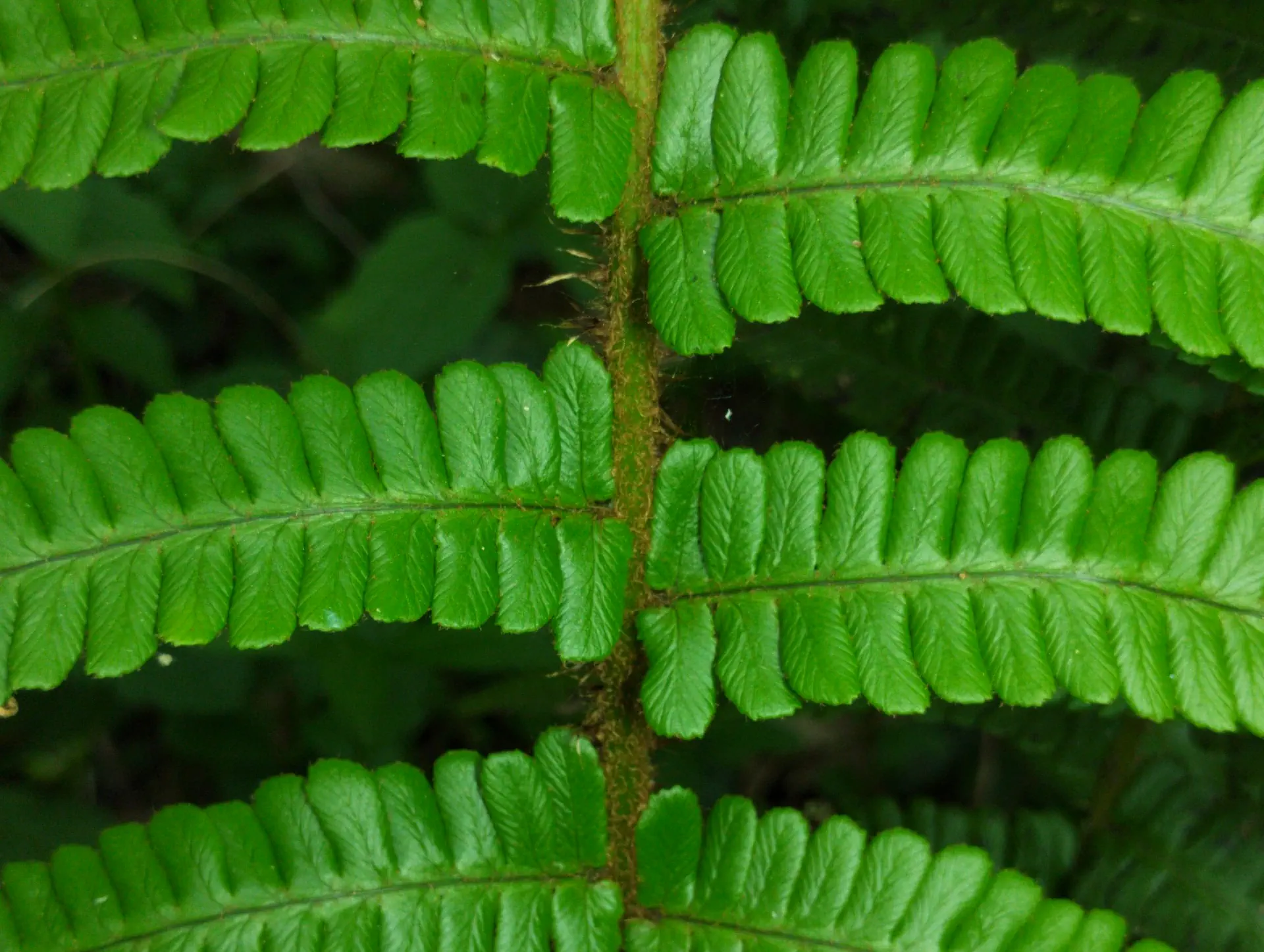 img/dryopteris-affinis-affinis-20.webp
