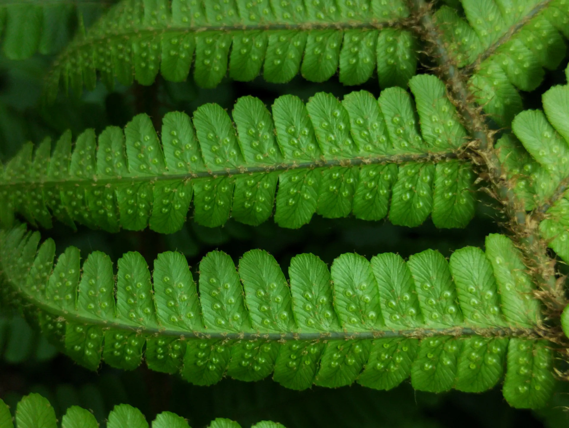 img/dryopteris-affinis-affinis-21.webp