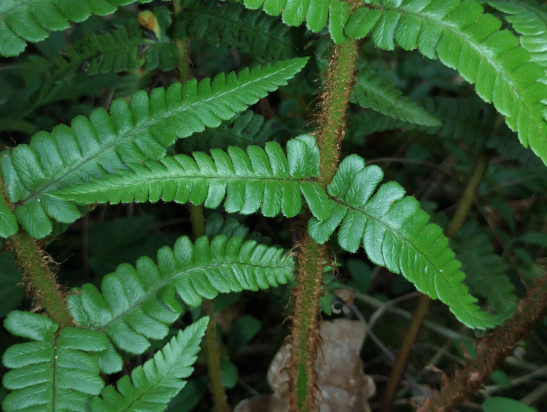 img/dryopteris-affinis-affinis-22.webp