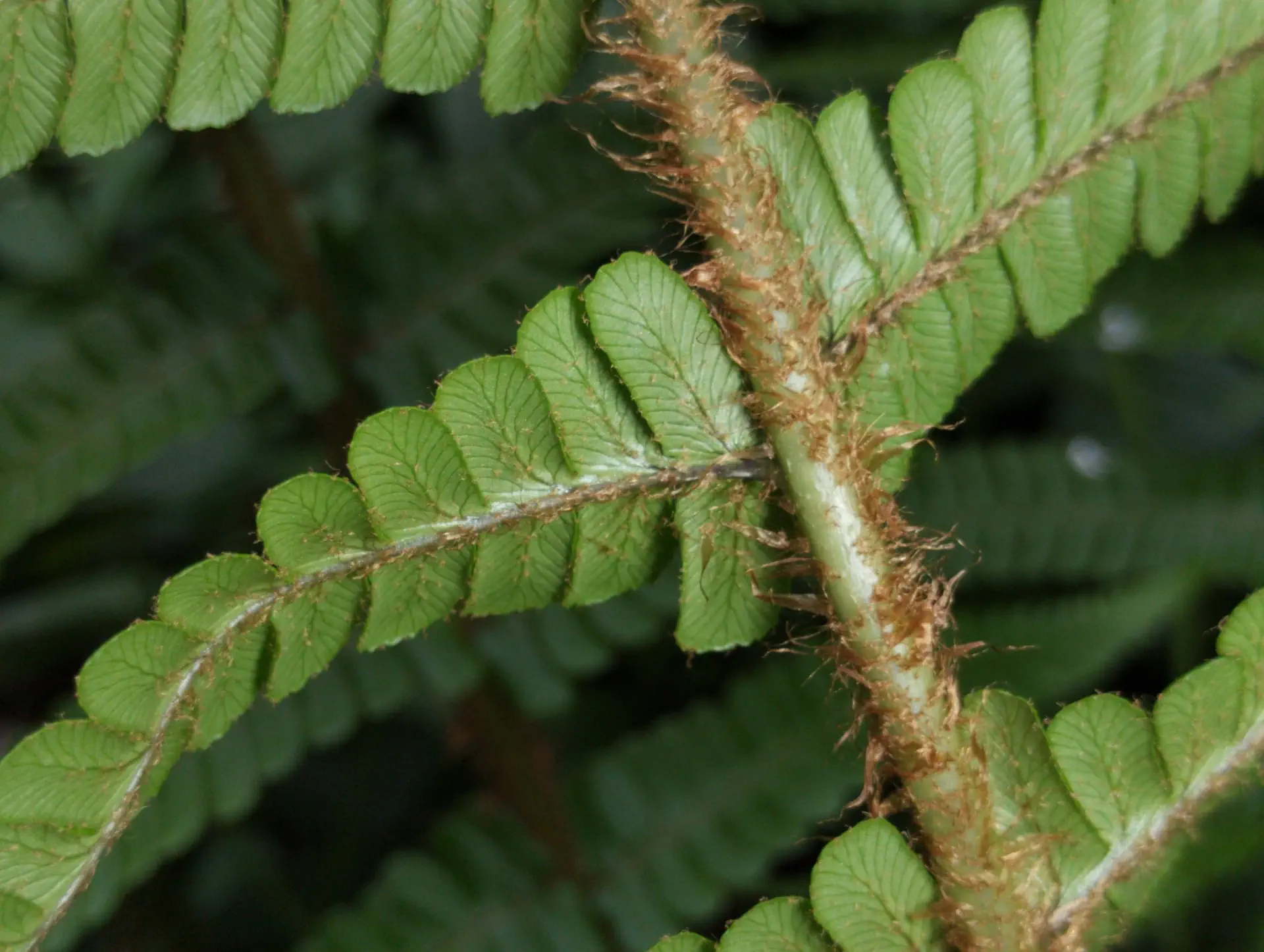 img/dryopteris-affinis-affinis-23.webp
