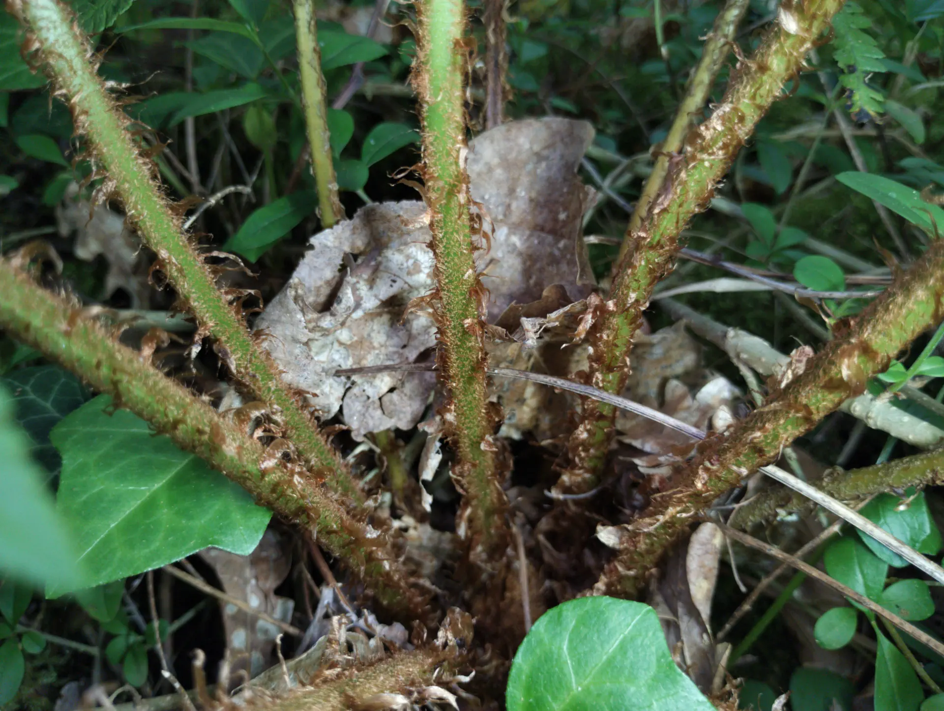 img/dryopteris-affinis-affinis-24.webp