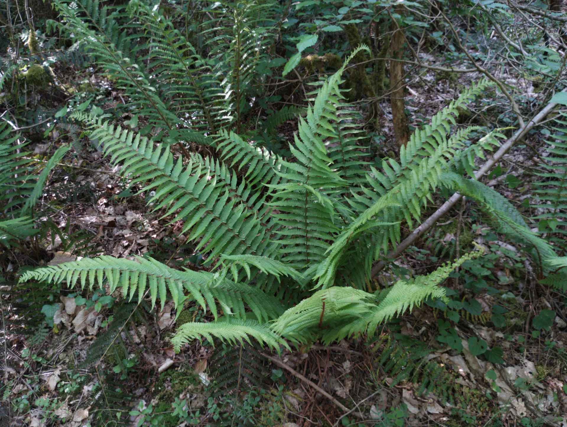 img/dryopteris-affinis-affinis-25.webp
