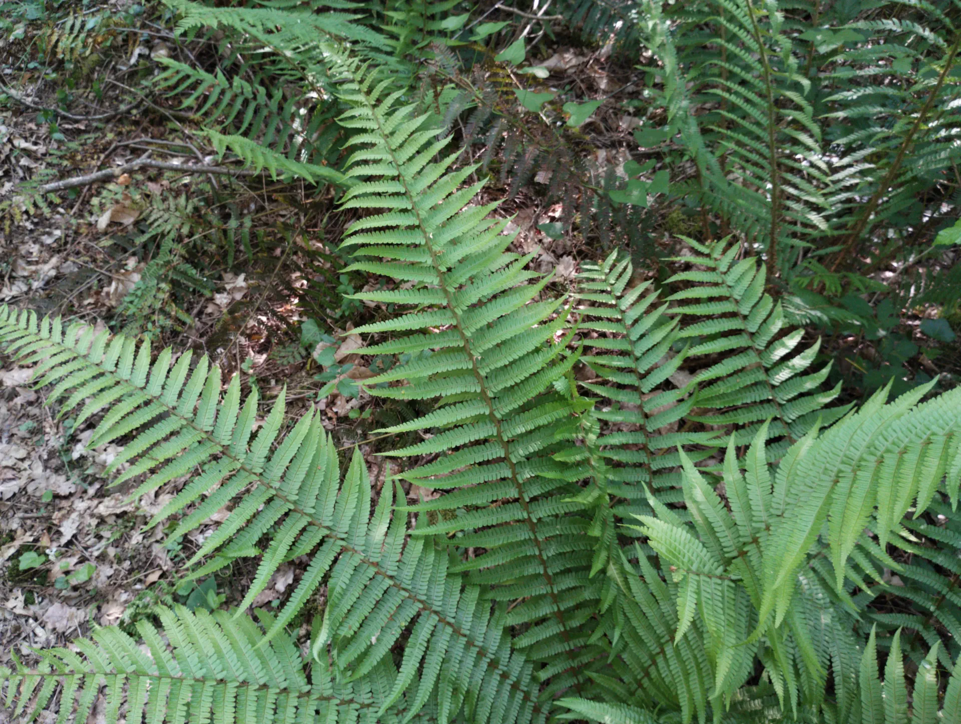 img/dryopteris-affinis-affinis-26.webp