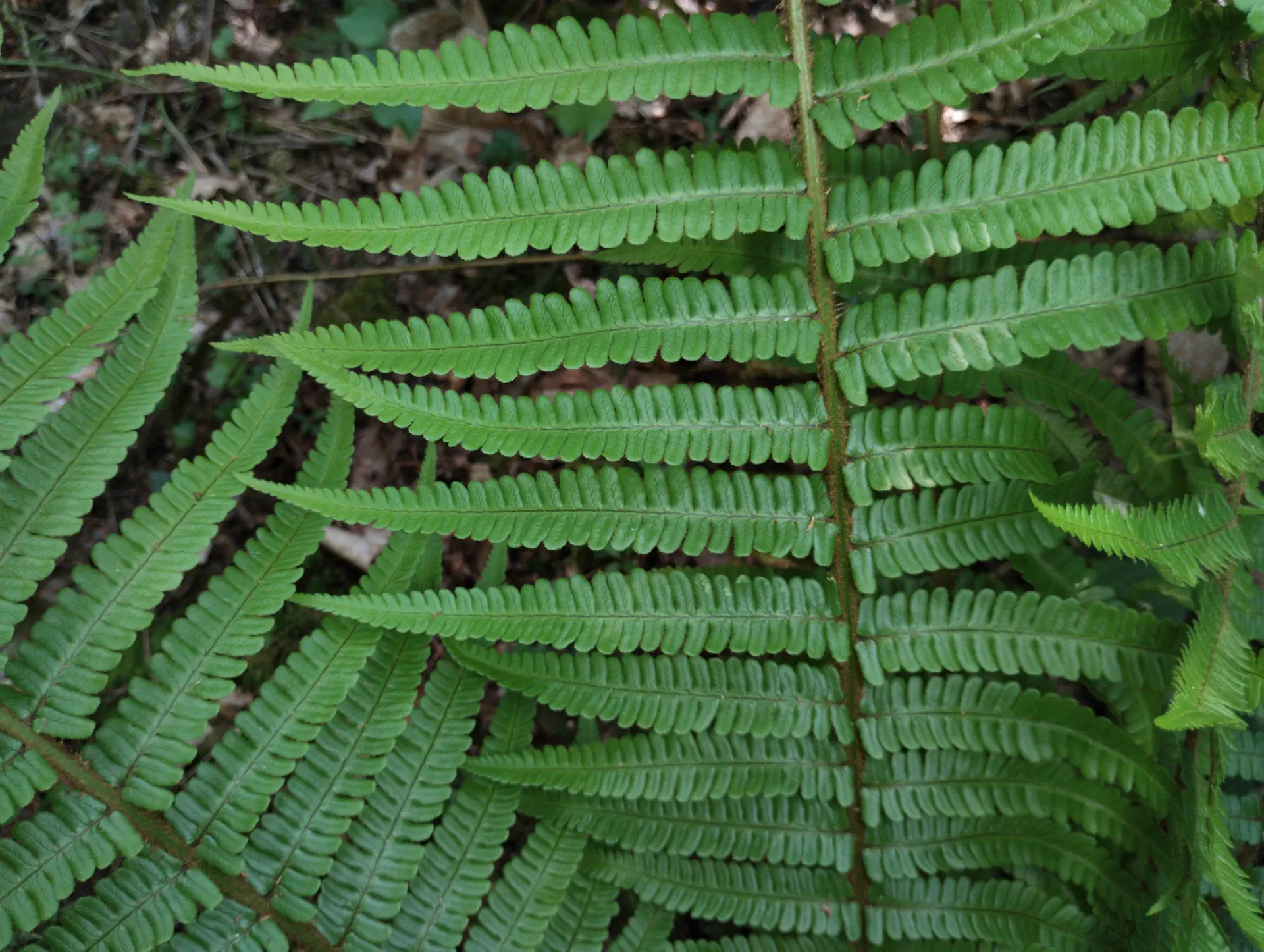 img/dryopteris-affinis-affinis-27.webp