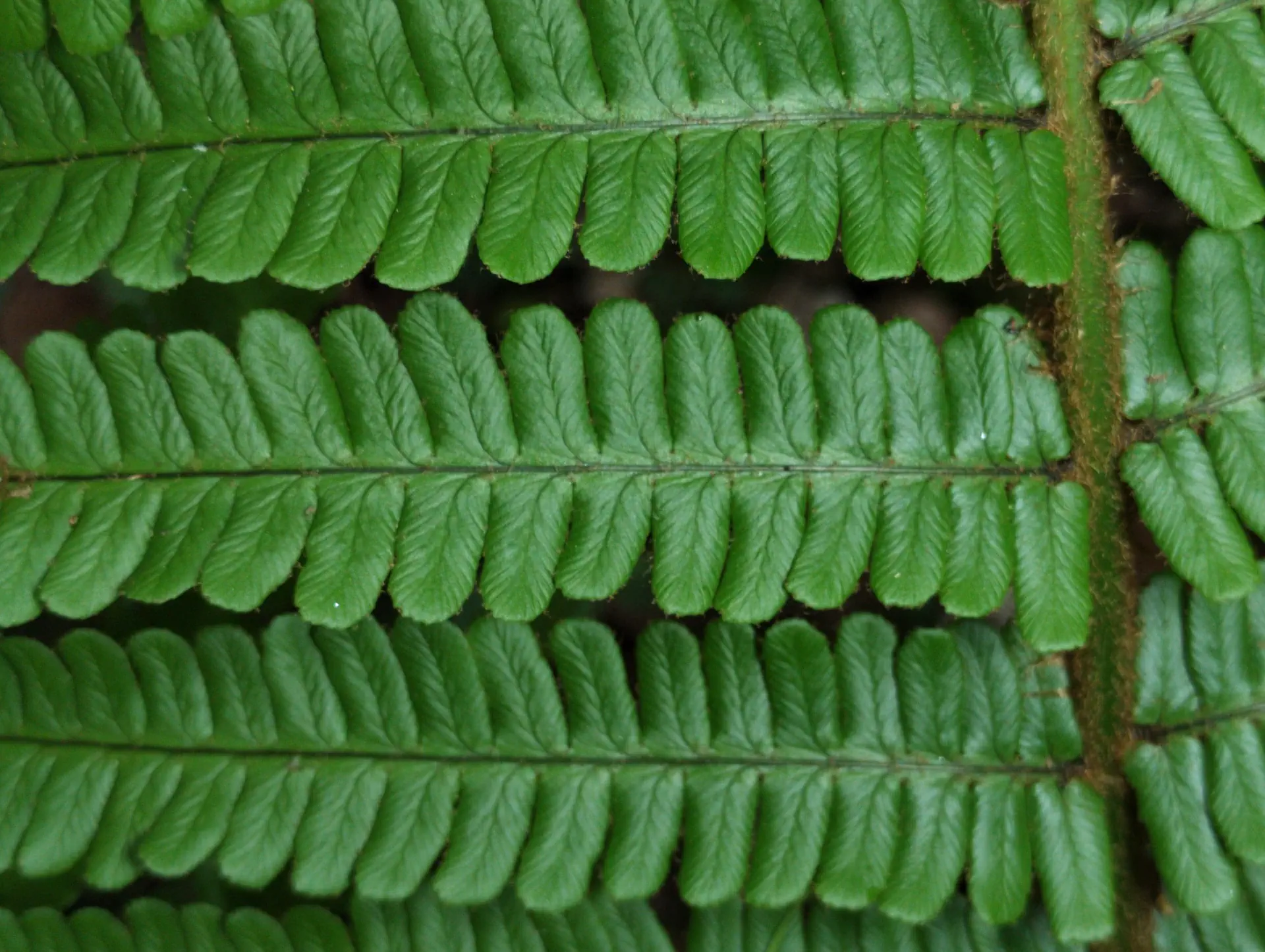 img/dryopteris-affinis-affinis-28.webp