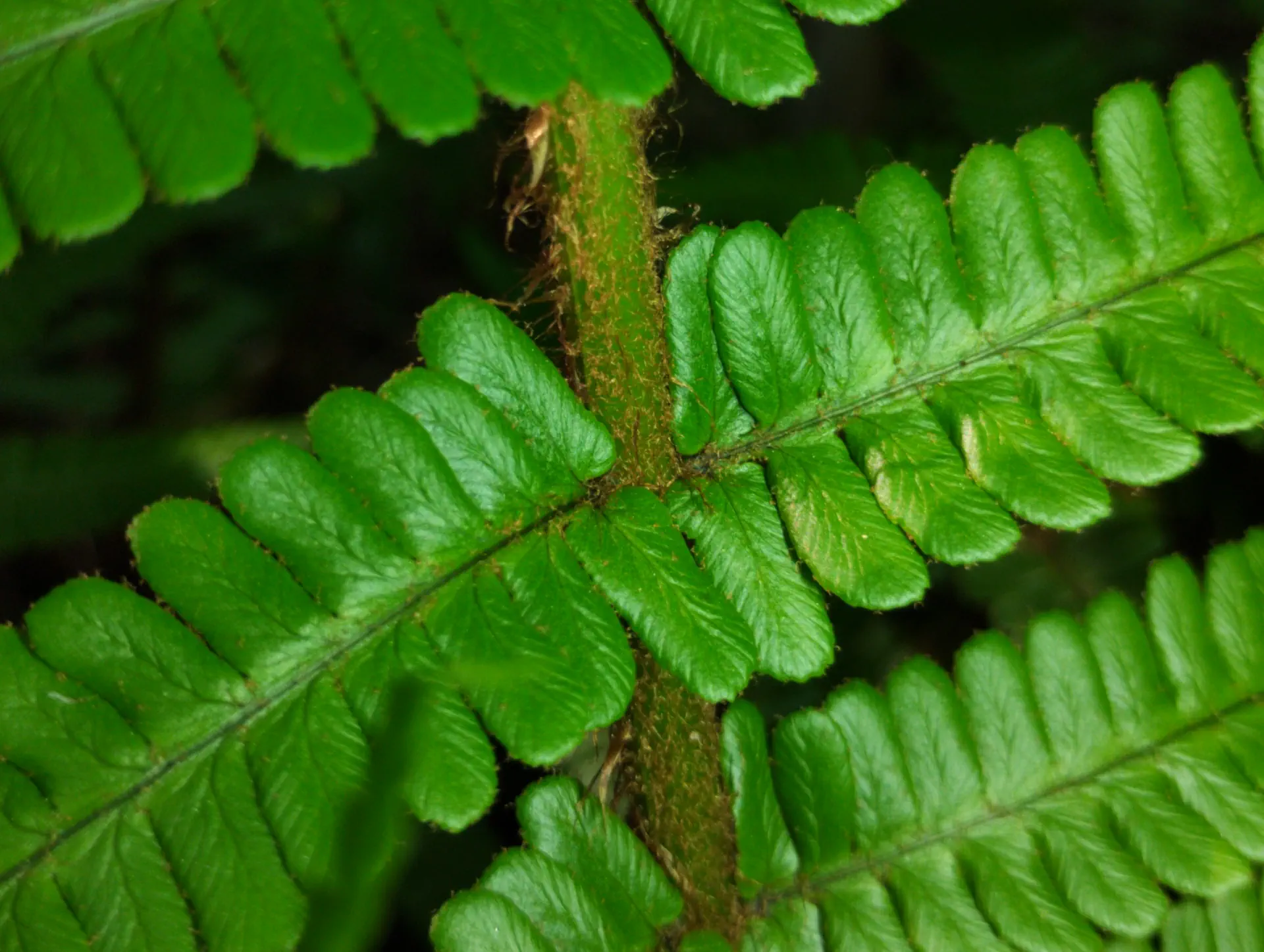 img/dryopteris-affinis-affinis-29.webp
