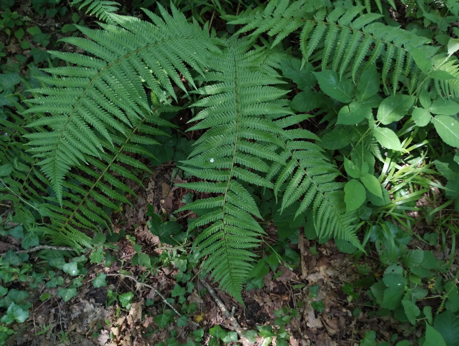 img/dryopteris-affinis-affinis-3.webp
