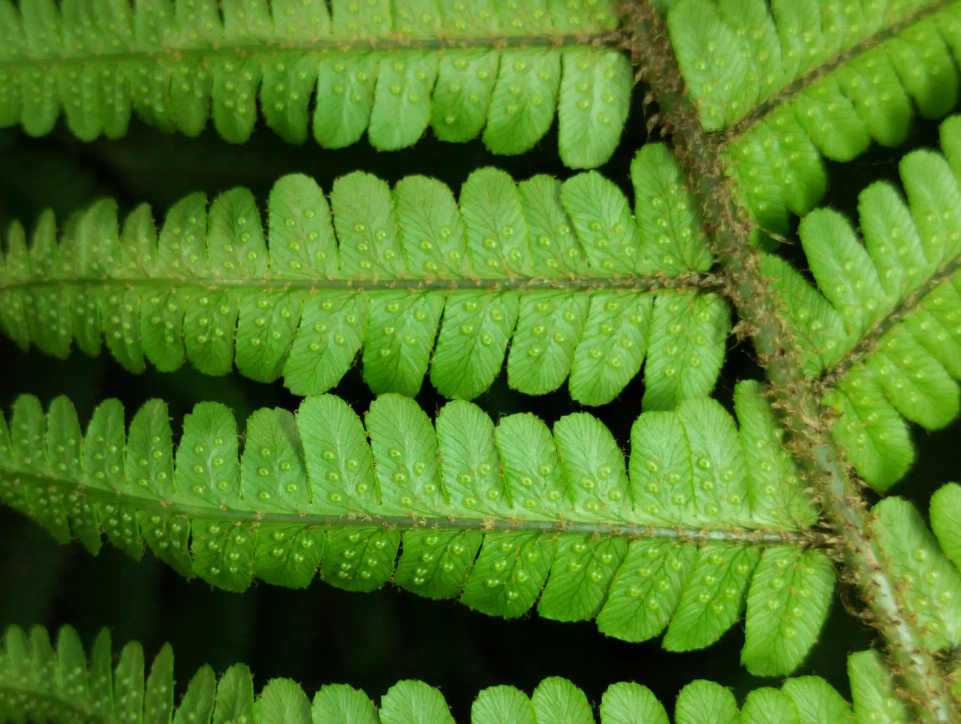 img/dryopteris-affinis-affinis-30.webp