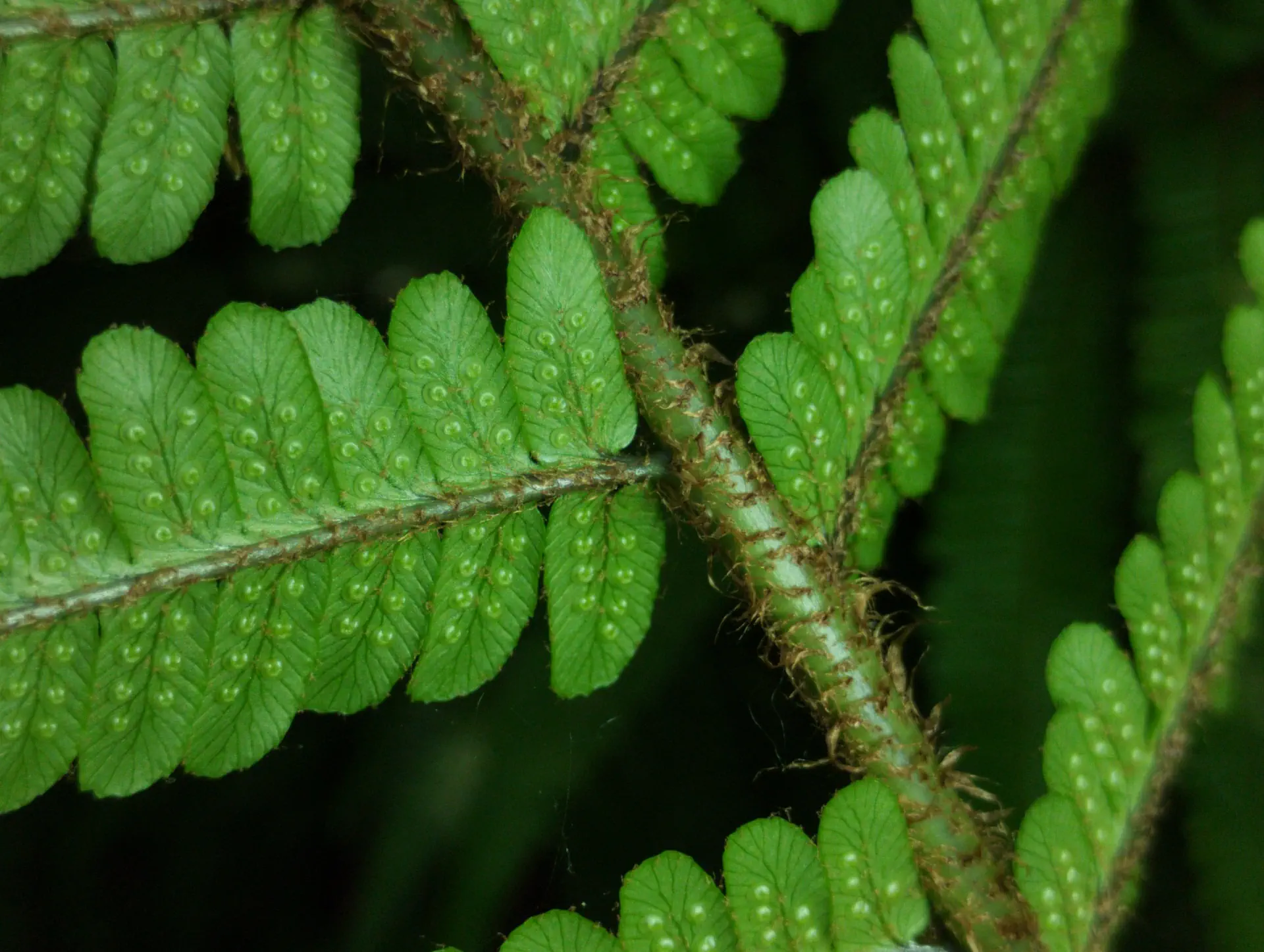 img/dryopteris-affinis-affinis-31.webp