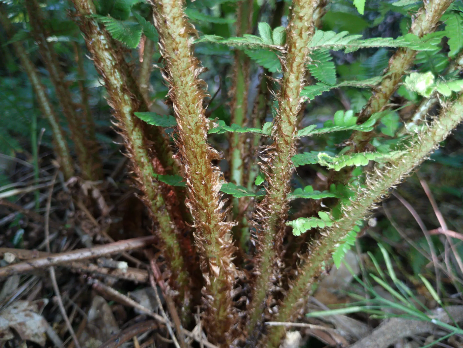 img/dryopteris-affinis-affinis-32.webp