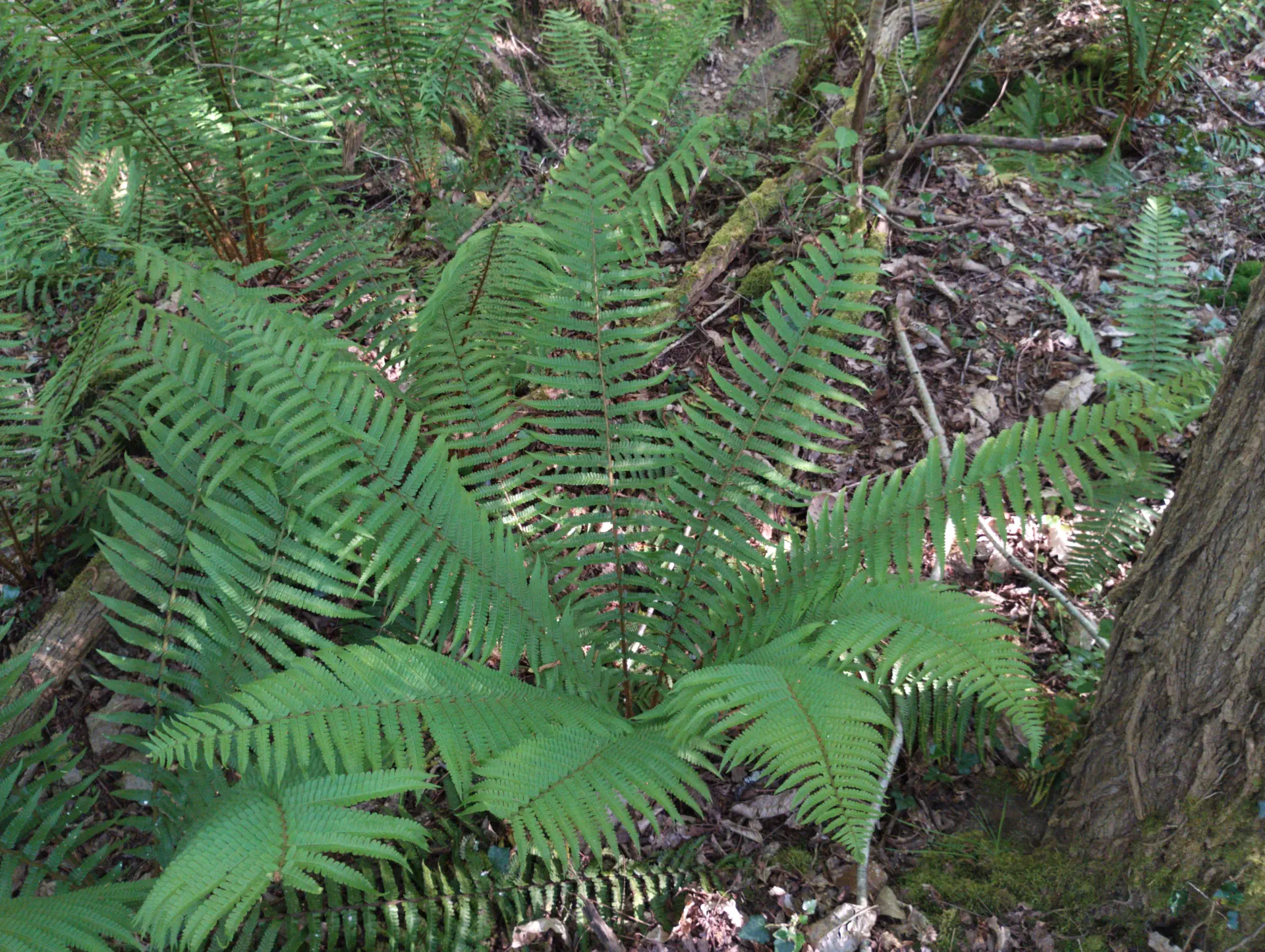 img/dryopteris-affinis-affinis-33.webp