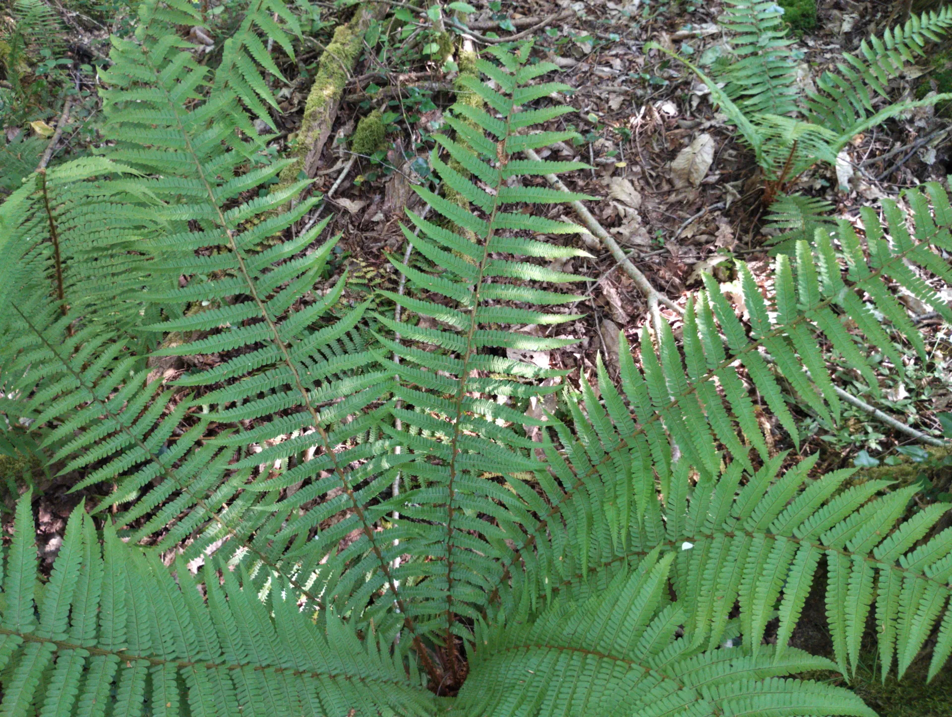 img/dryopteris-affinis-affinis-34.webp