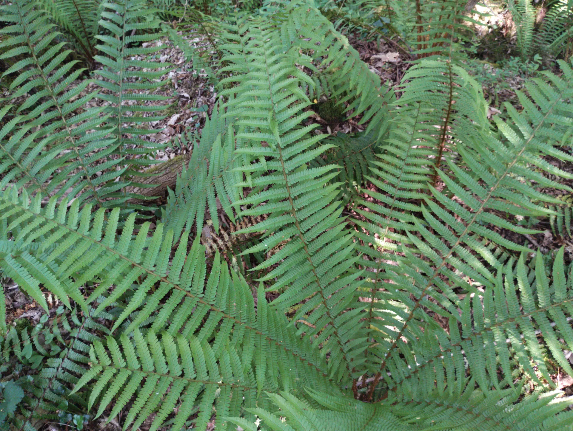 img/dryopteris-affinis-affinis-35.webp