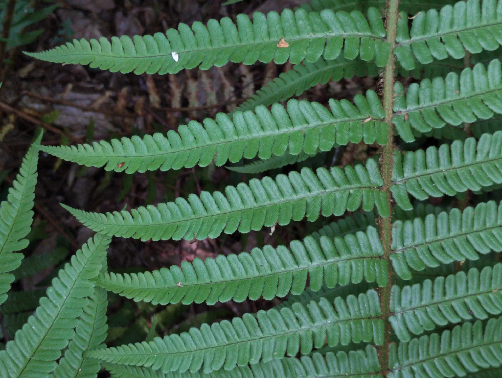 img/dryopteris-affinis-affinis-36.webp