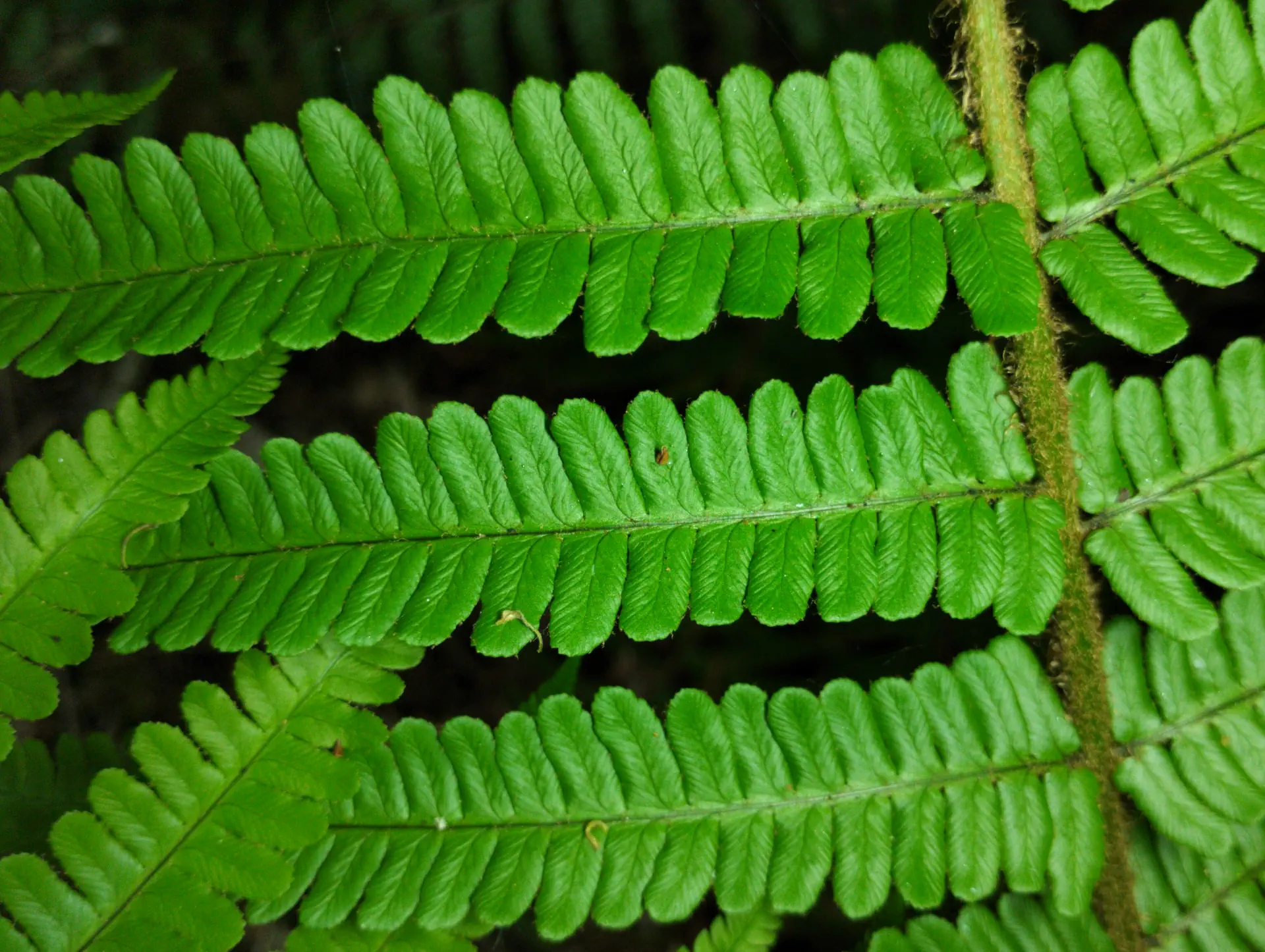 img/dryopteris-affinis-affinis-37.webp