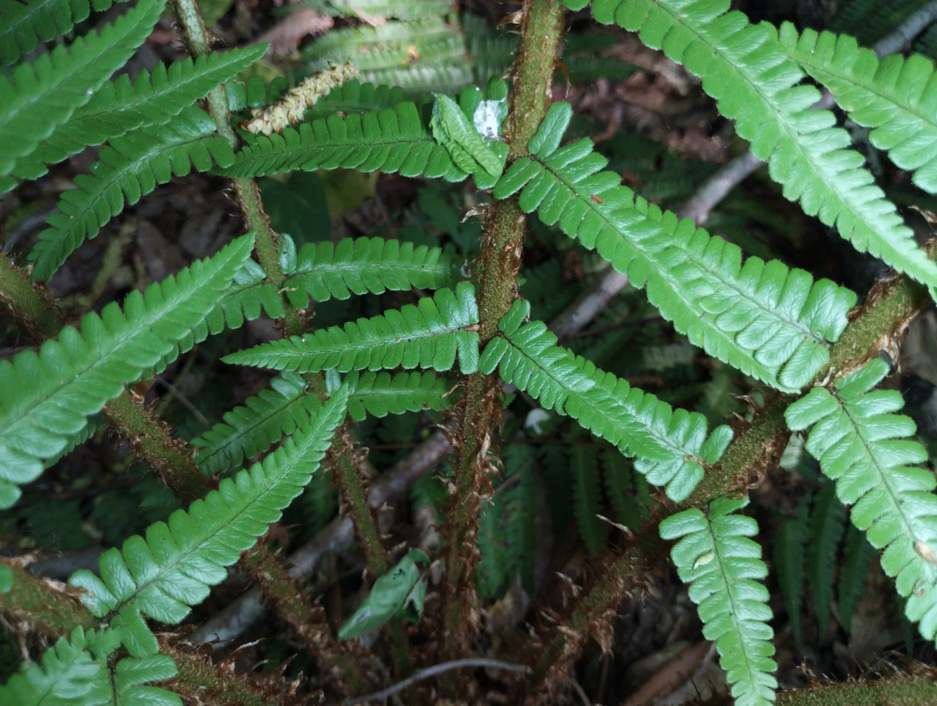 img/dryopteris-affinis-affinis-38.webp