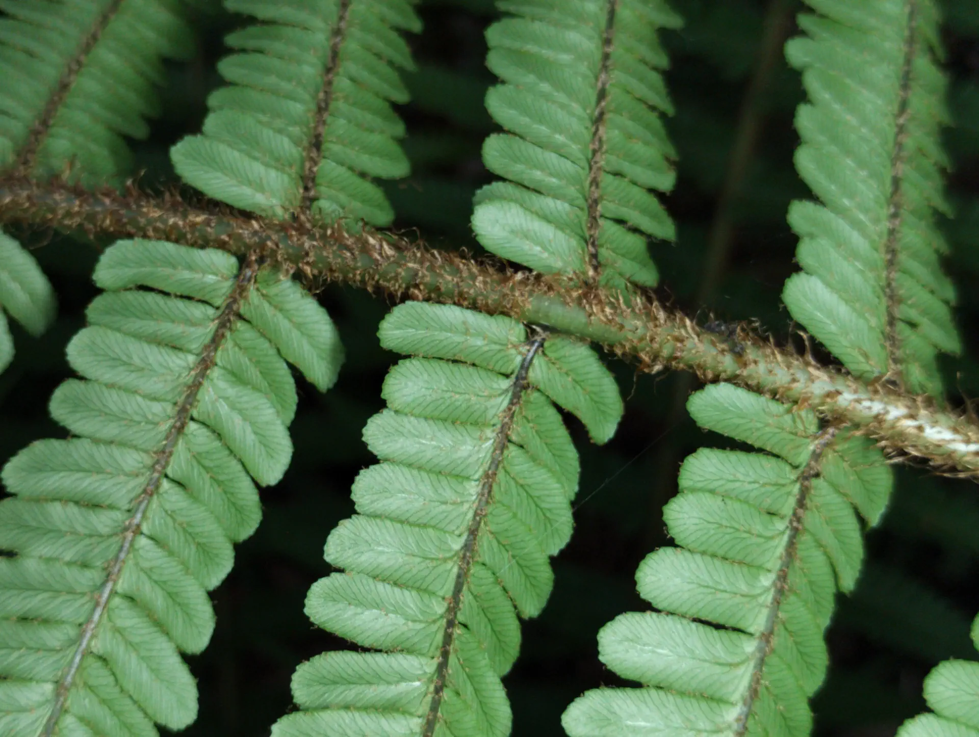 img/dryopteris-affinis-affinis-39.webp