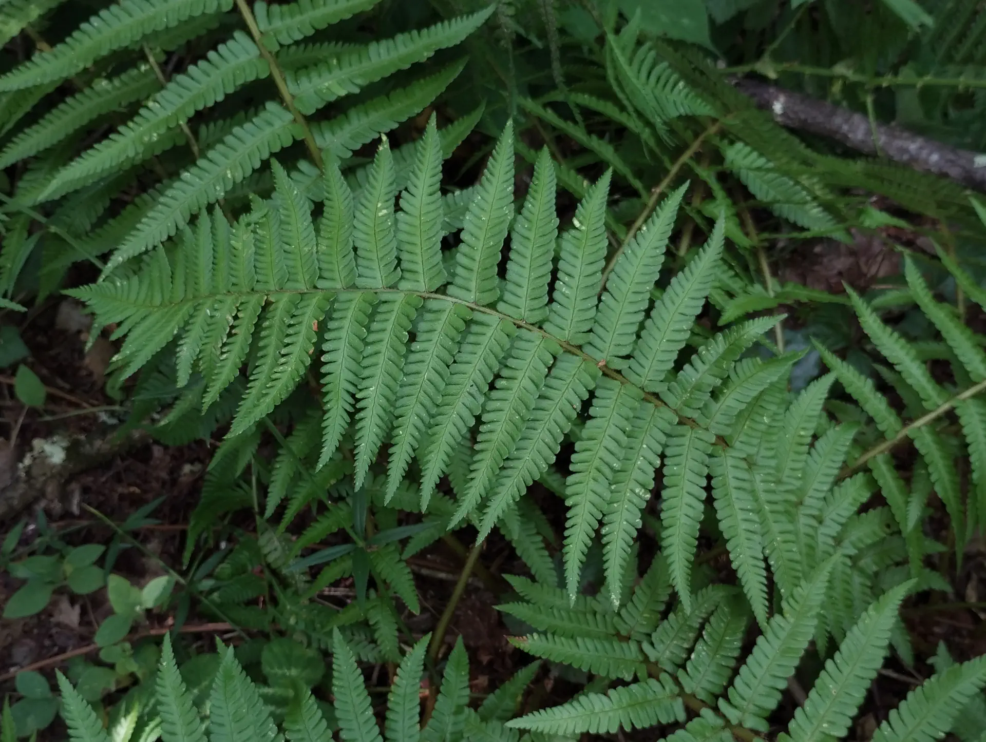 img/dryopteris-affinis-affinis-4.webp