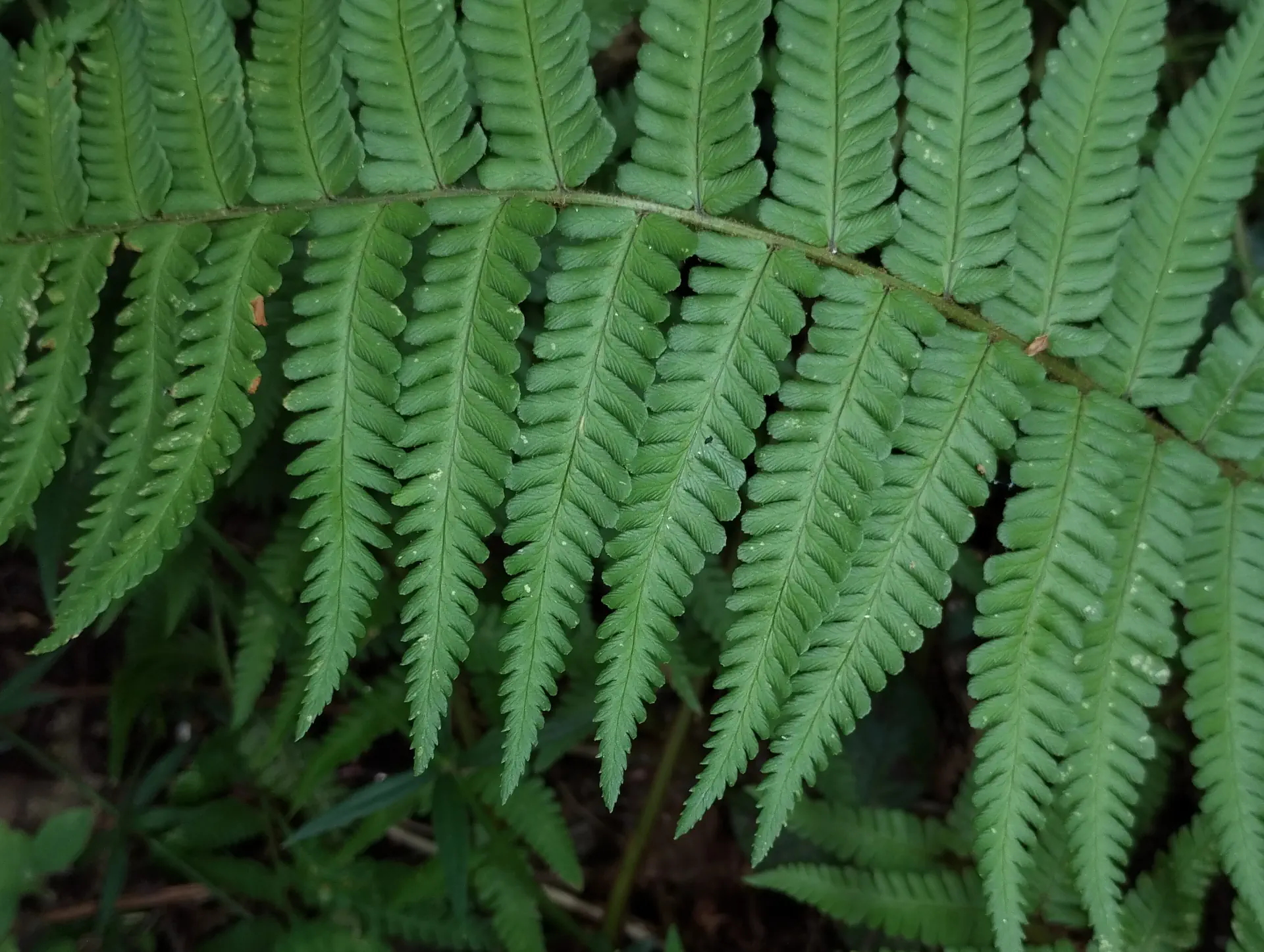 img/dryopteris-affinis-affinis-5.webp