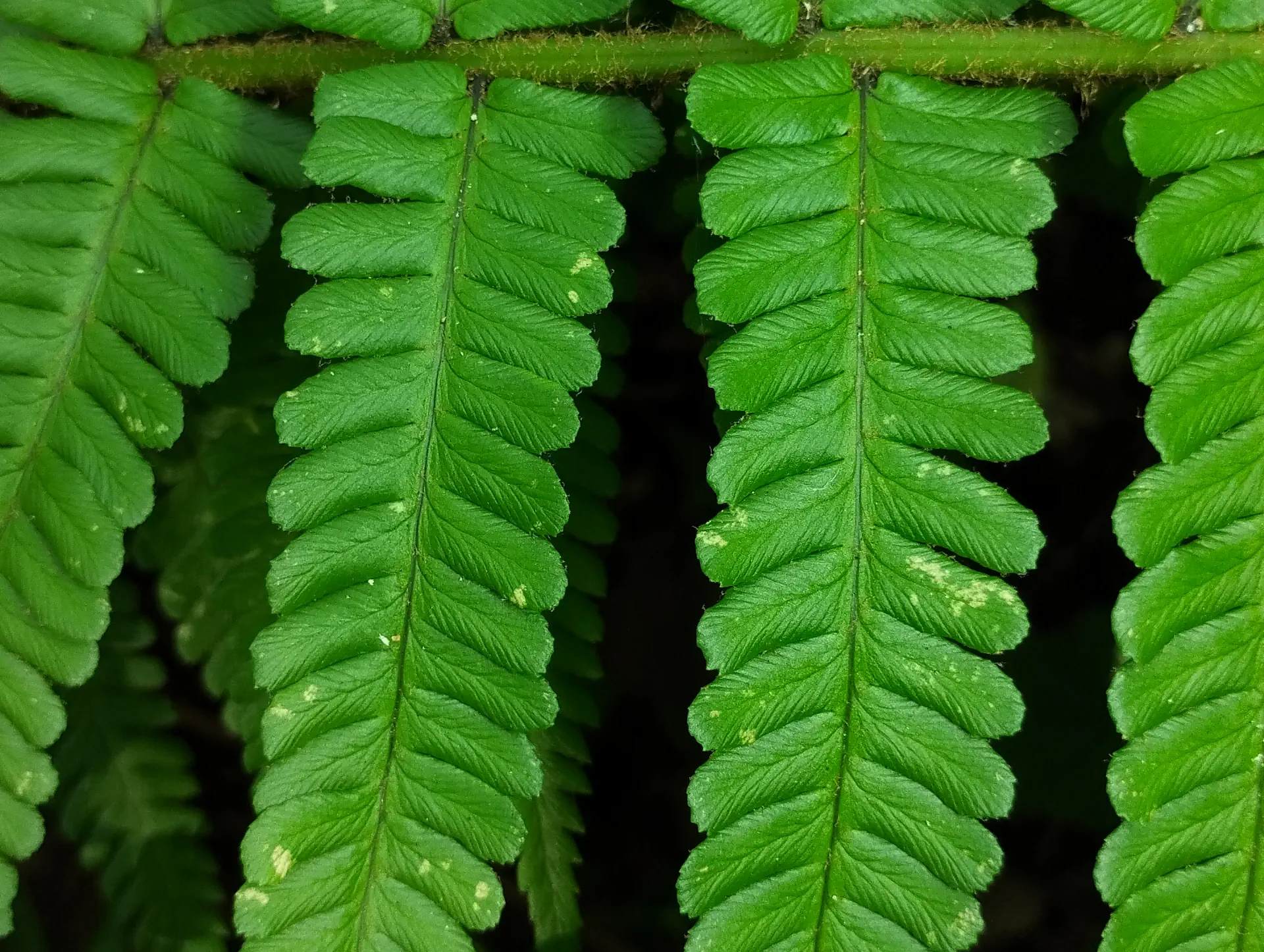 img/dryopteris-affinis-affinis-6.webp