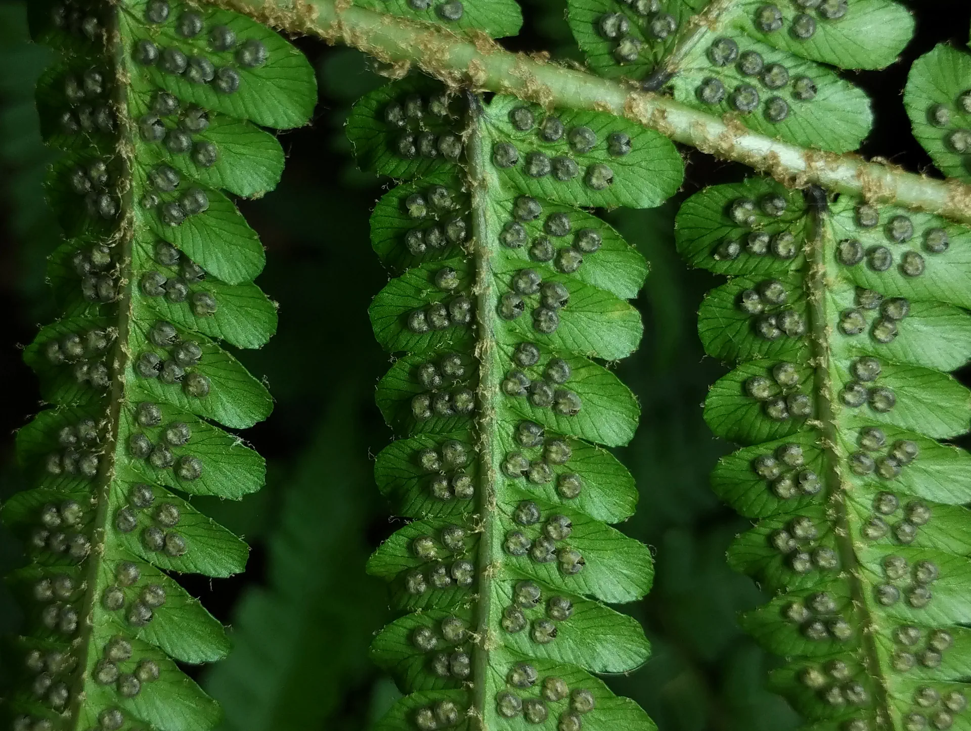 img/dryopteris-affinis-affinis-7.webp