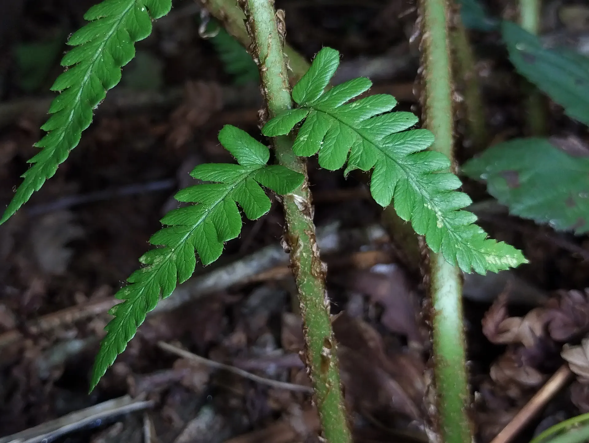 img/dryopteris-affinis-affinis-8.webp