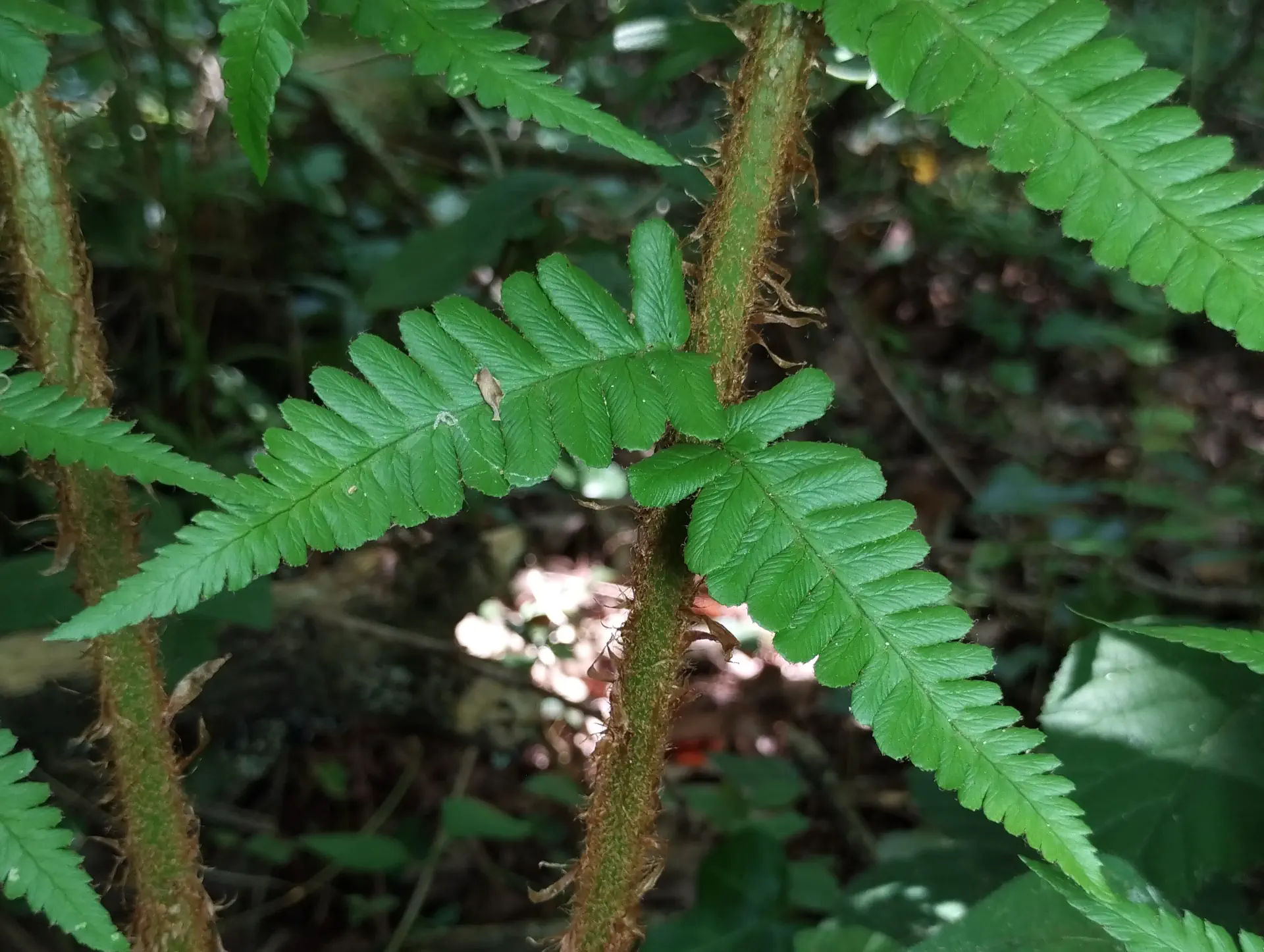 img/dryopteris-affinis-affinis-9.webp