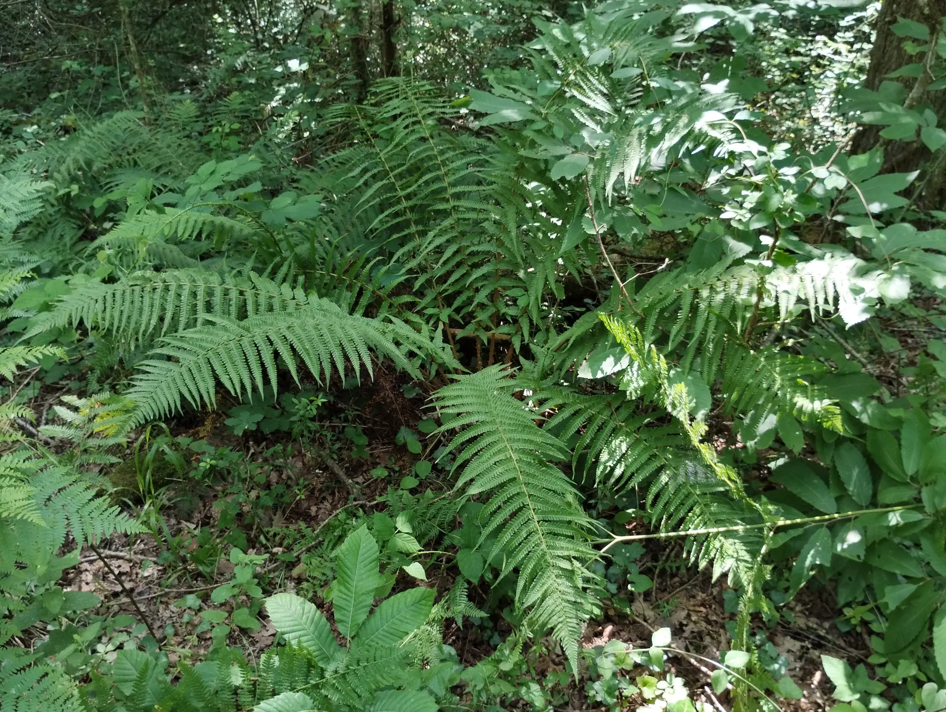 img/dryopteris-affinis-affinis.webp