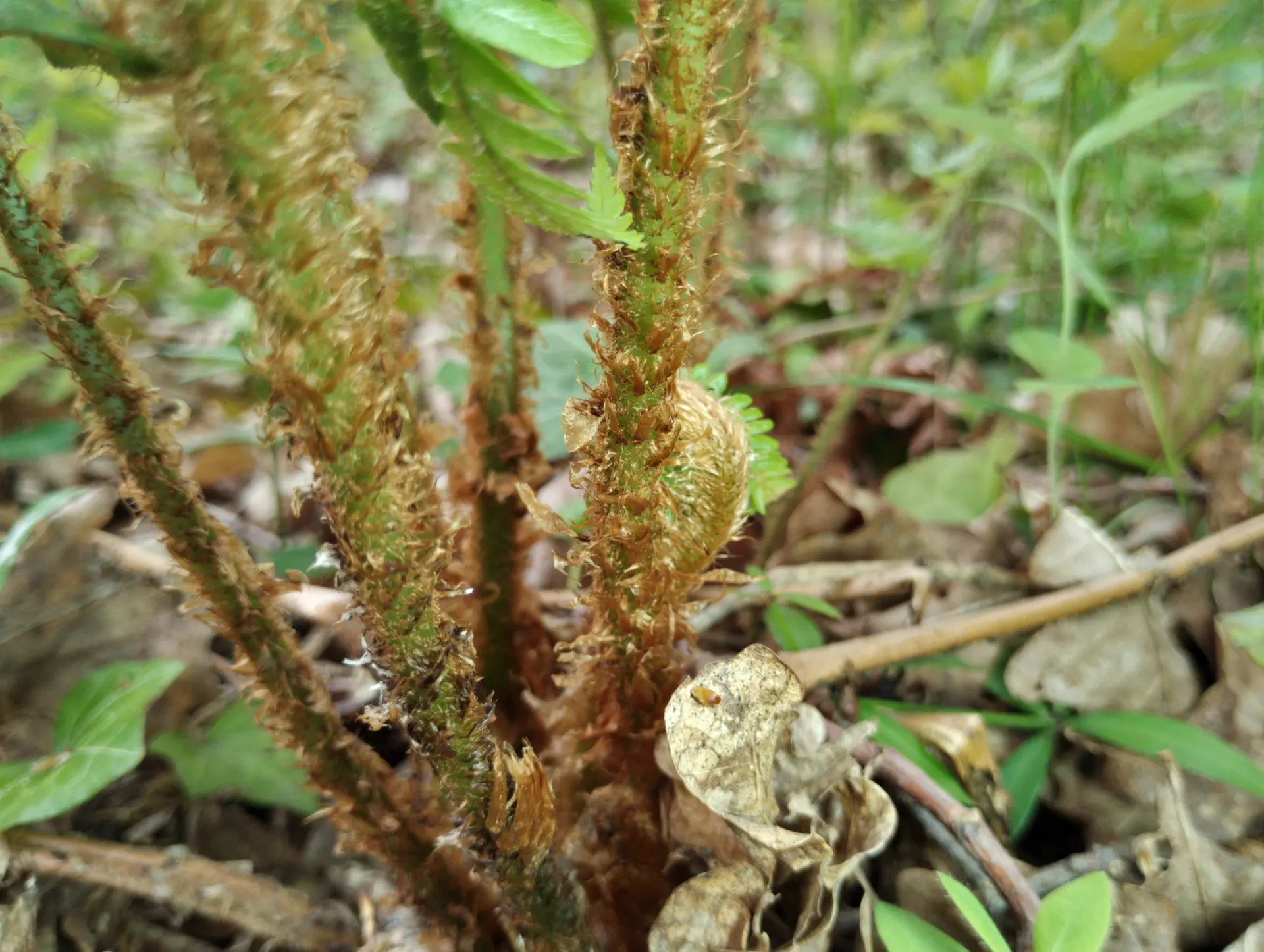 img/dryopteris-affinis-borreri-10.webp
