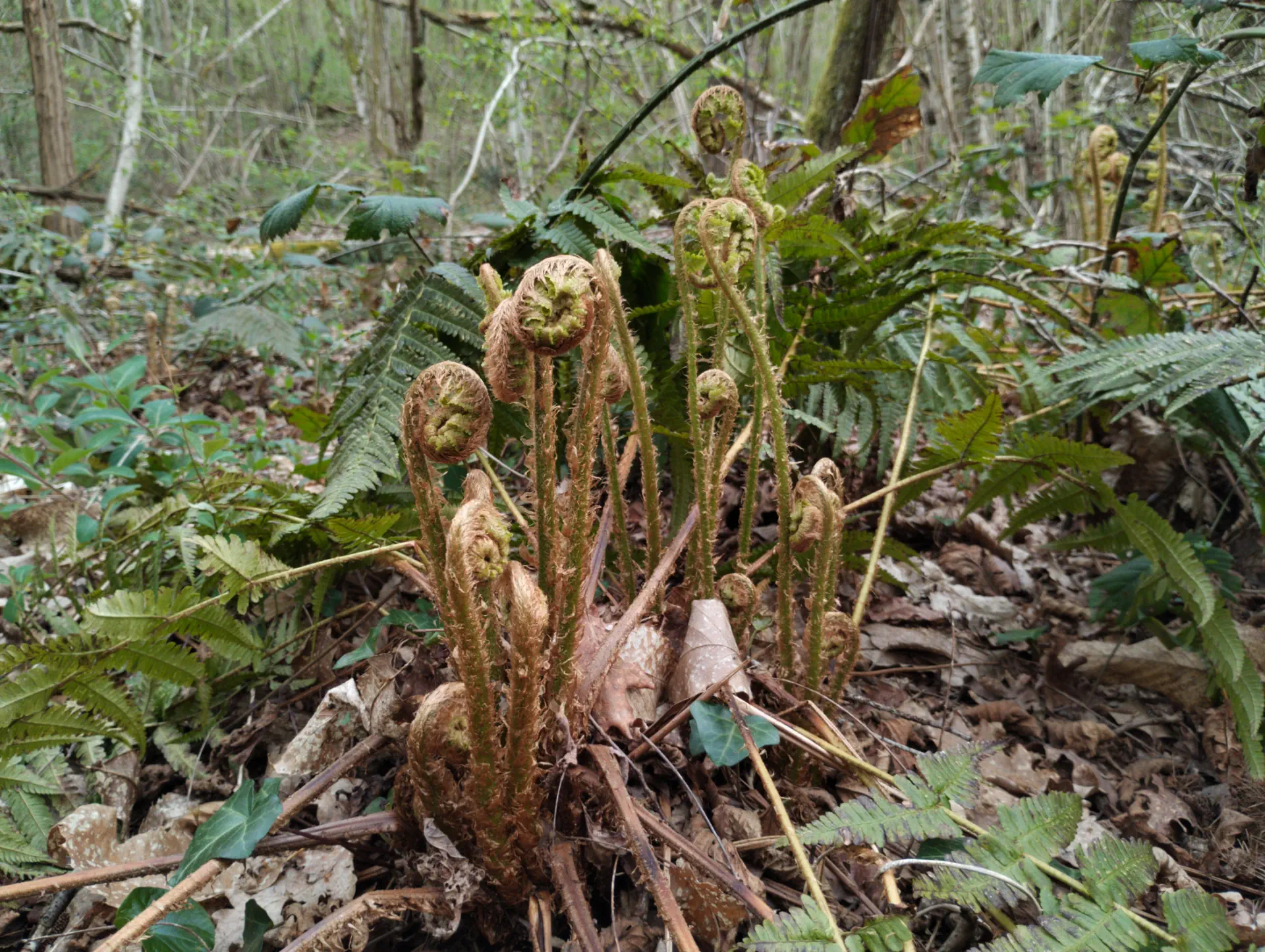 img/dryopteris-affinis-borreri-11.webp