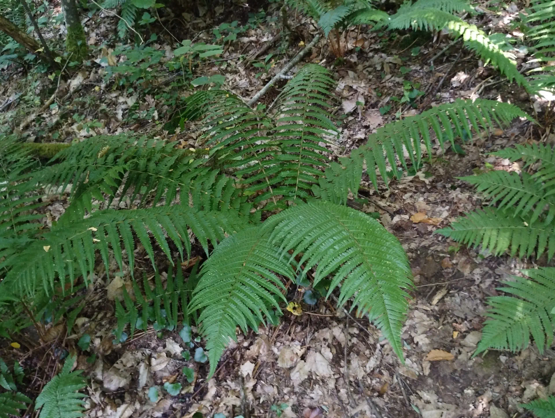 img/dryopteris-affinis-borreri-13.webp